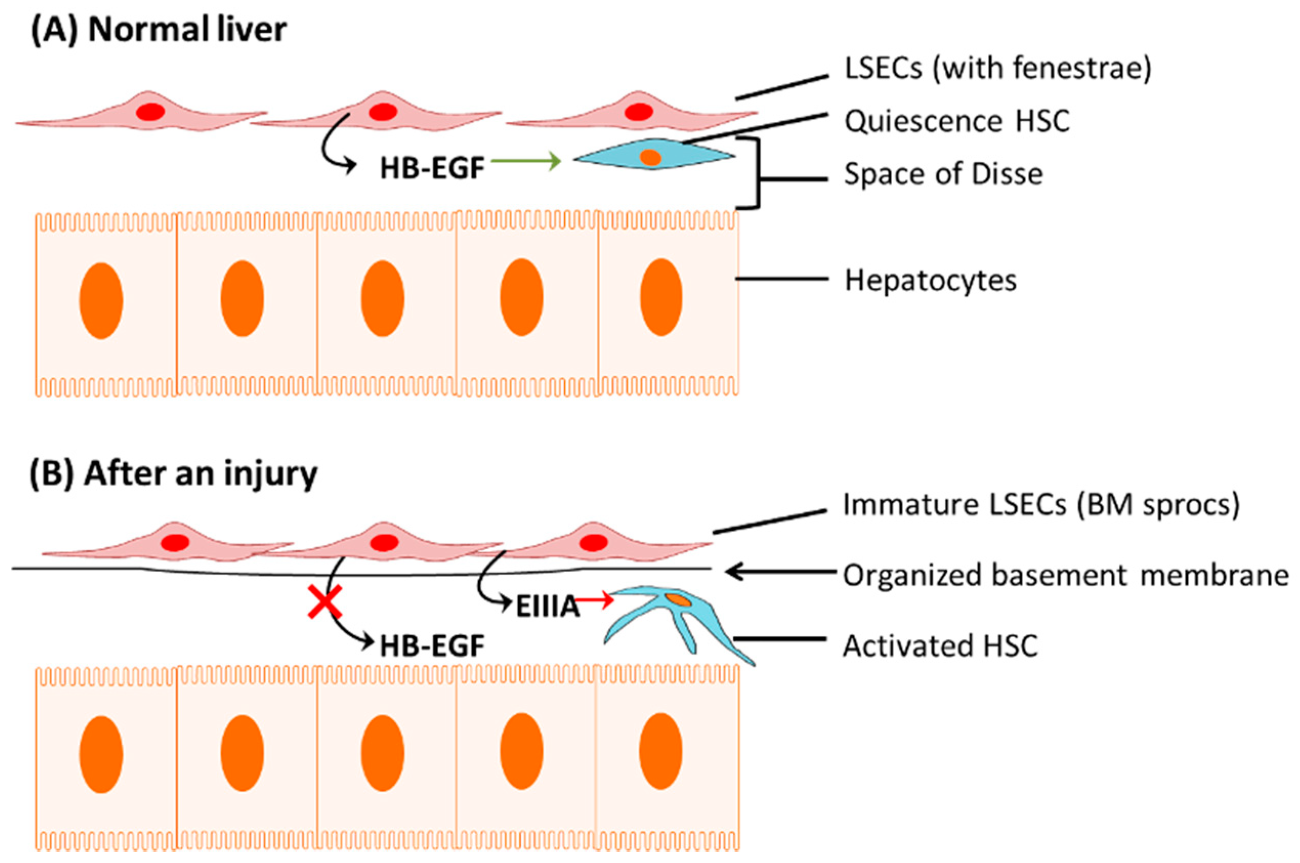 Livers 02 00028 g001 Livers 02 00028 g001