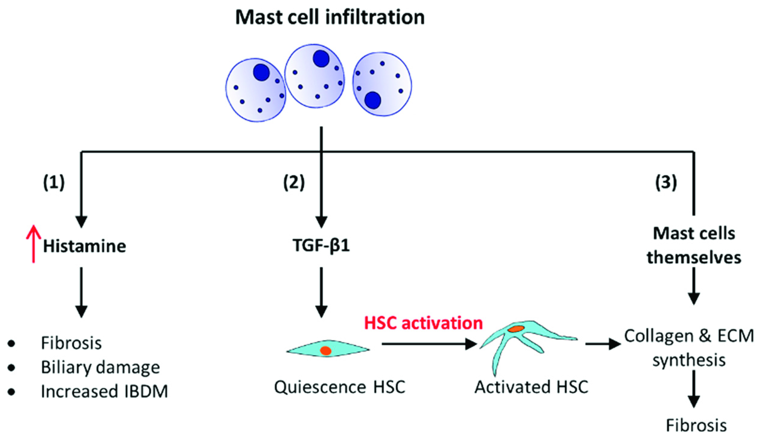 Livers 02 00028 g002 Livers 02 00028 g002