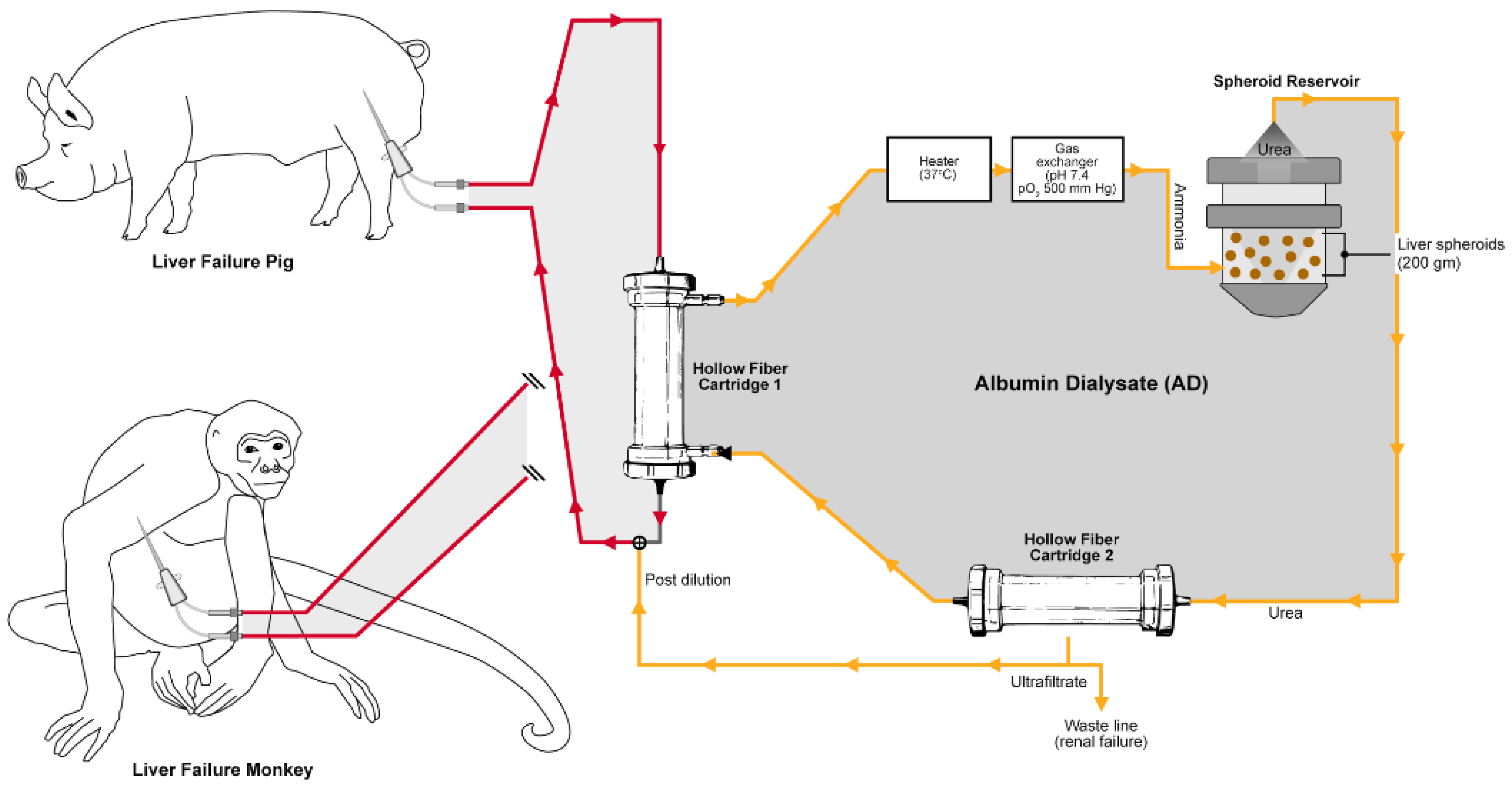Livers 02 00029 g001 Livers 02 00029 g001