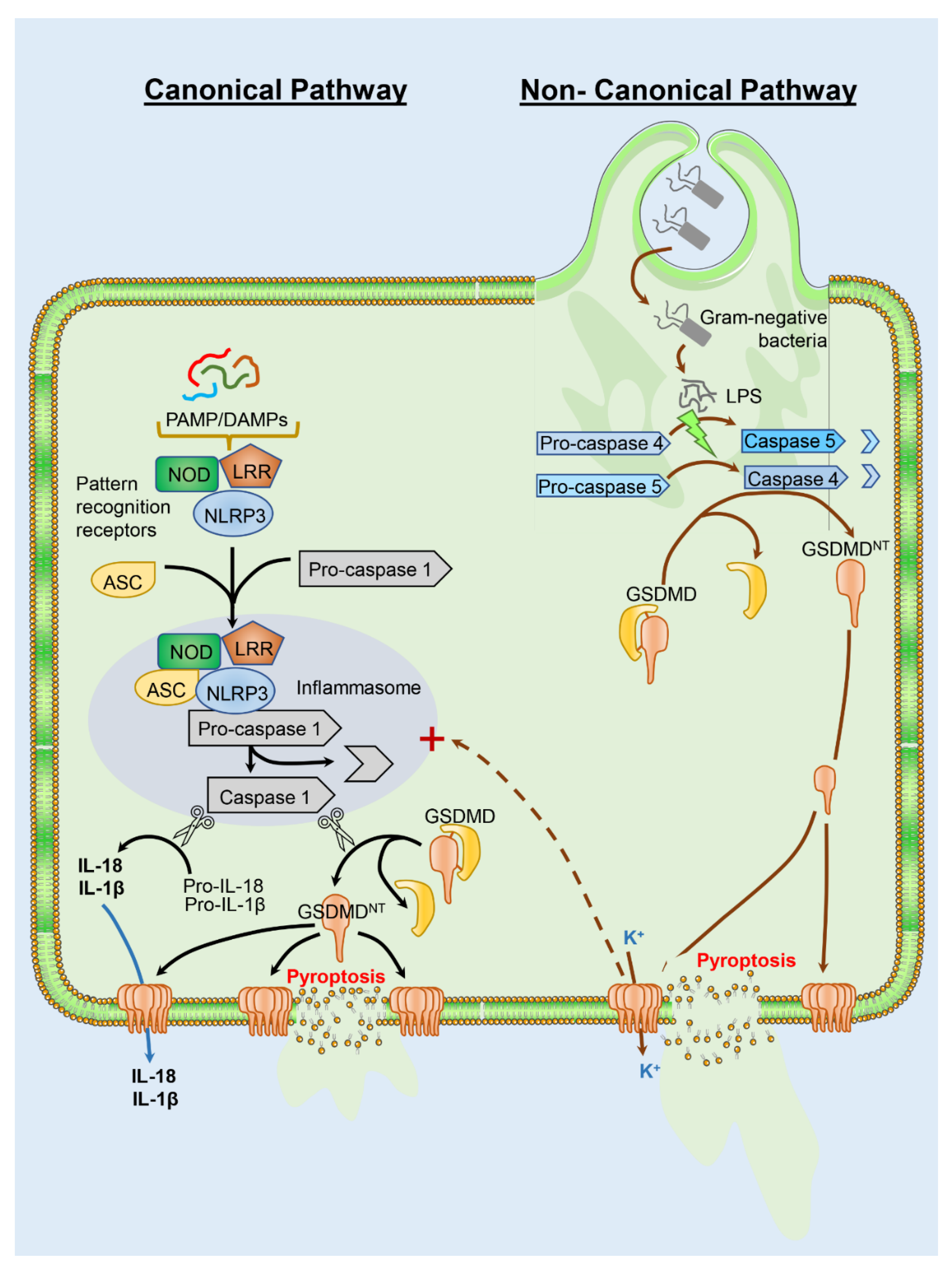 Livers 02 00032 g001 Livers 02 00032 g001
