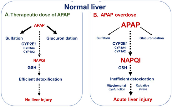 acetaminophen-metabolism