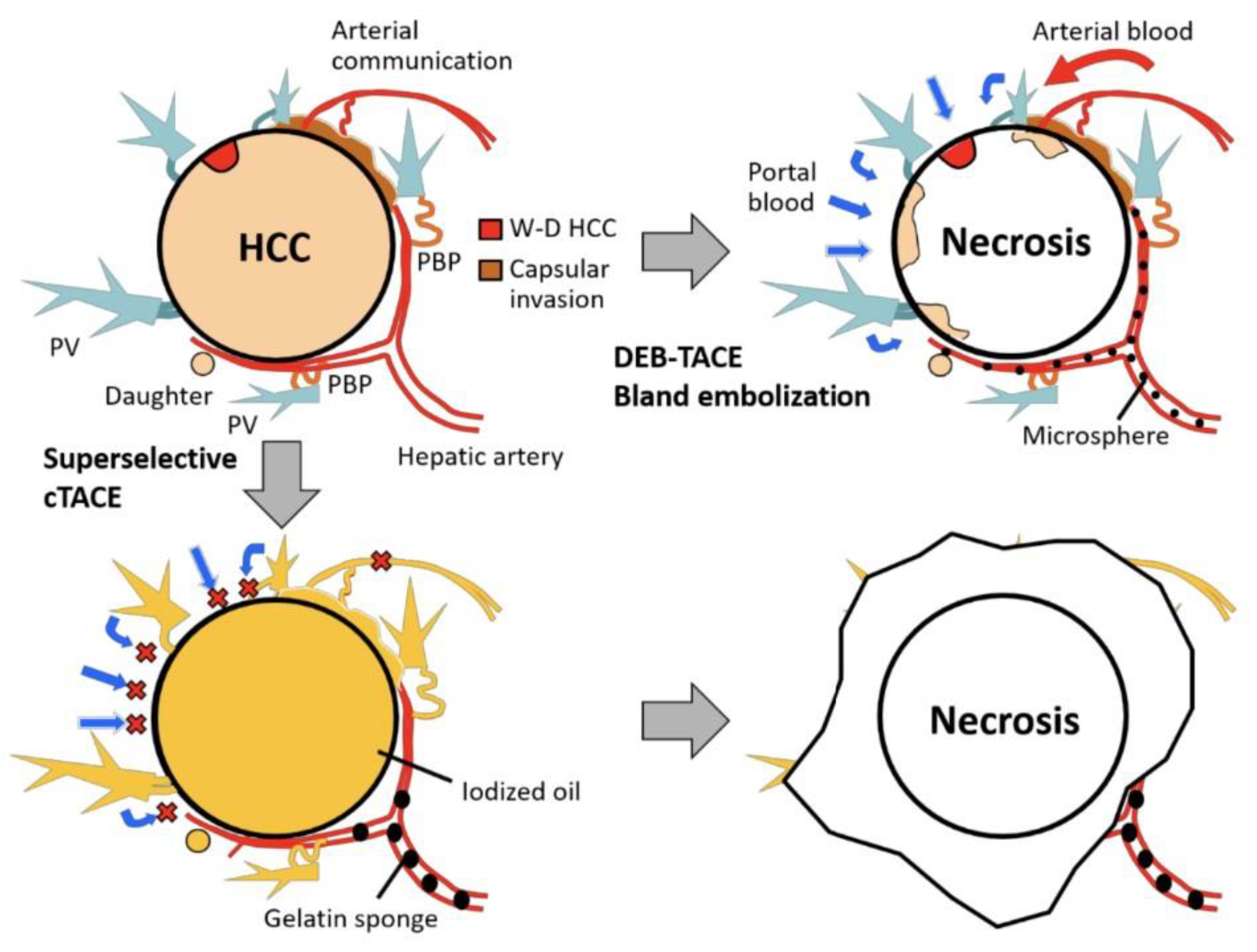 Livers 03 00012 g001