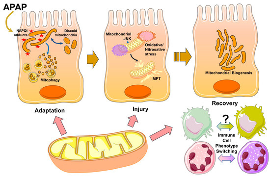 Mitochondria in Acetaminophen-Induced Liver Injury and
