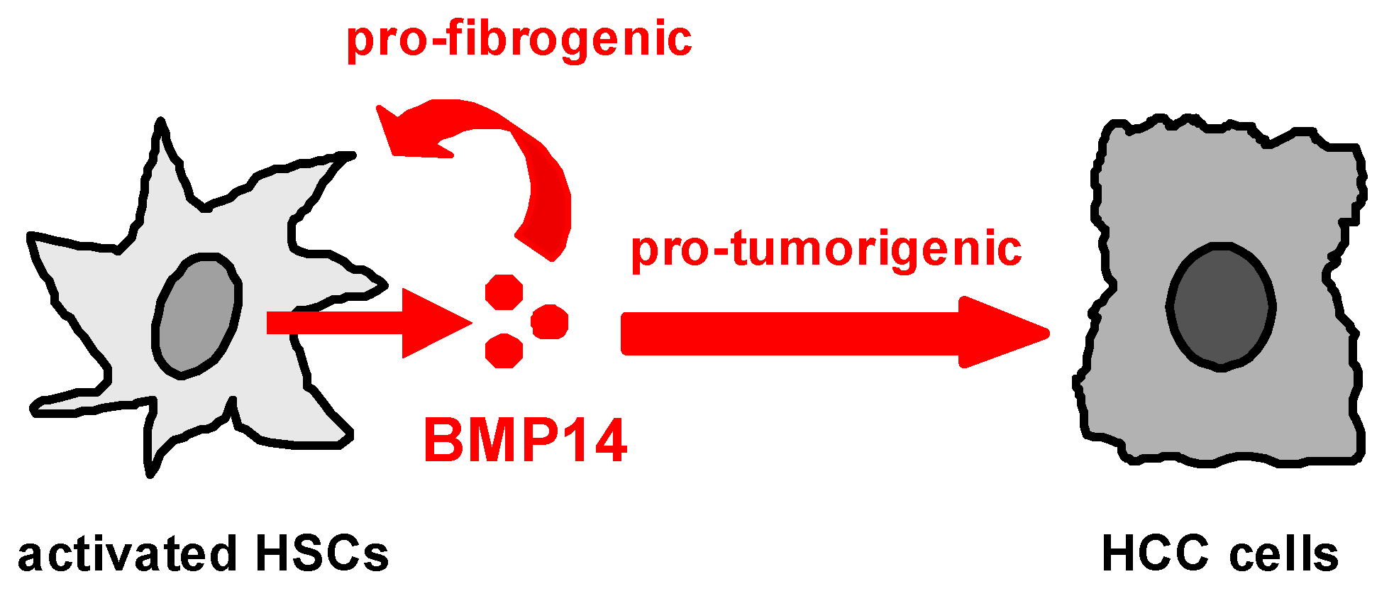 Livers 03 00019 g004 Livers 03 00019 g004