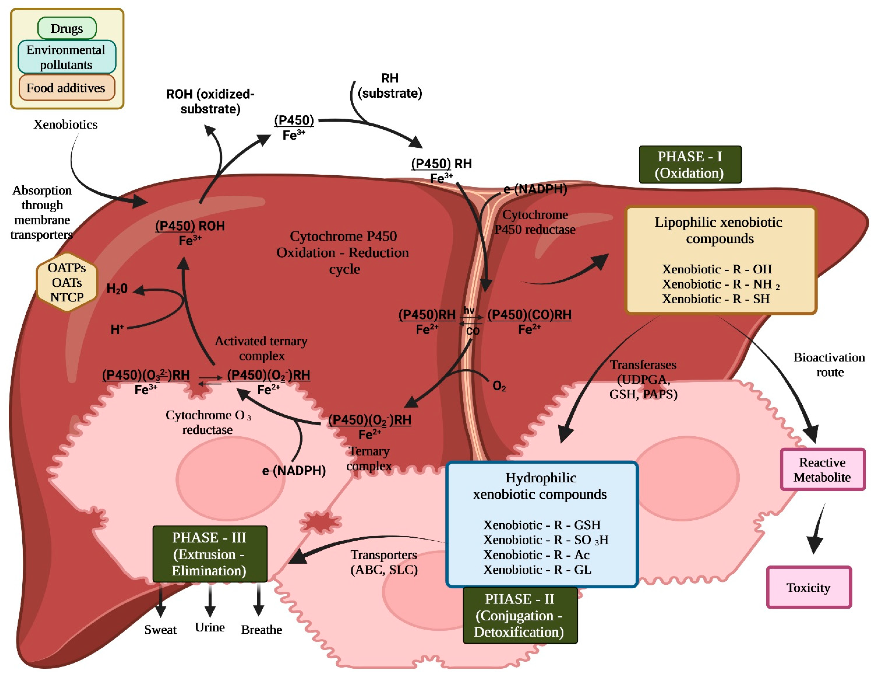 Livers 03 00032 g001