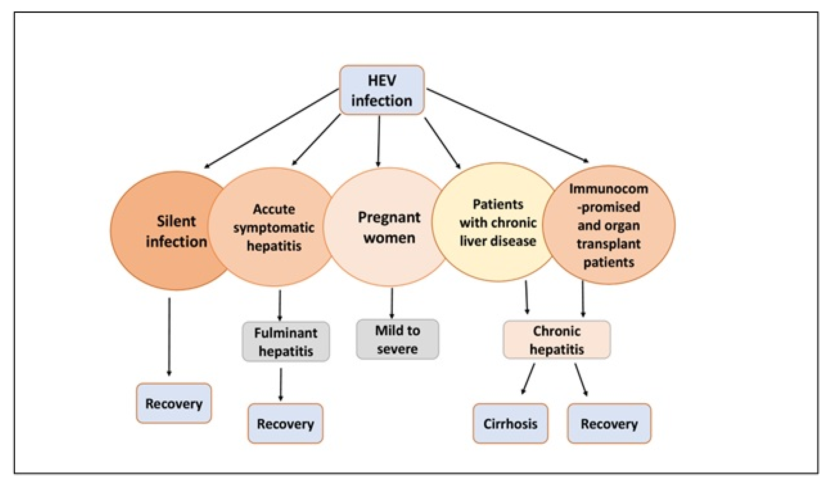 Livers 03 00035 g002