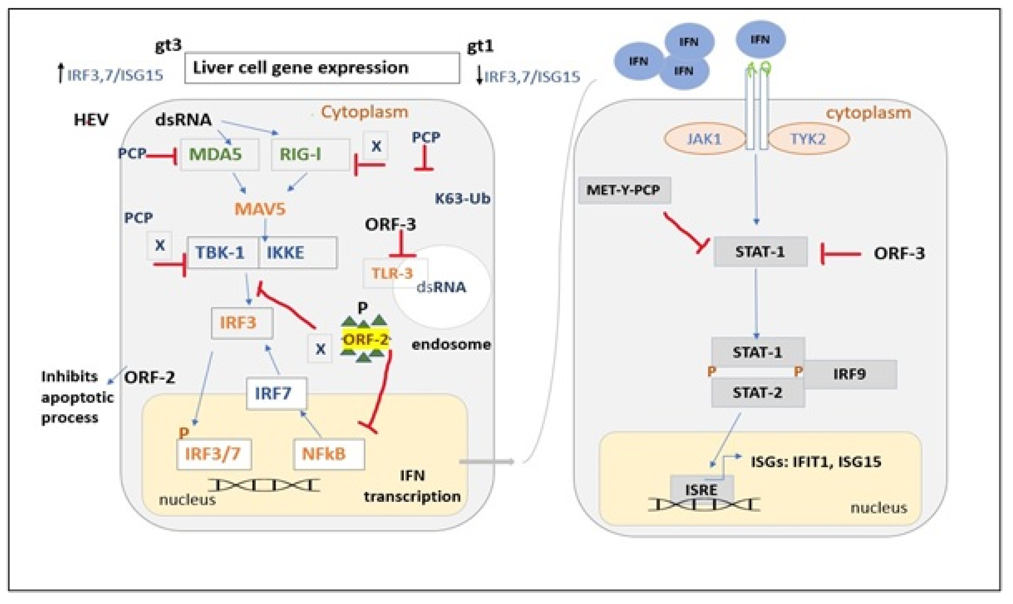 Livers 03 00035 g006