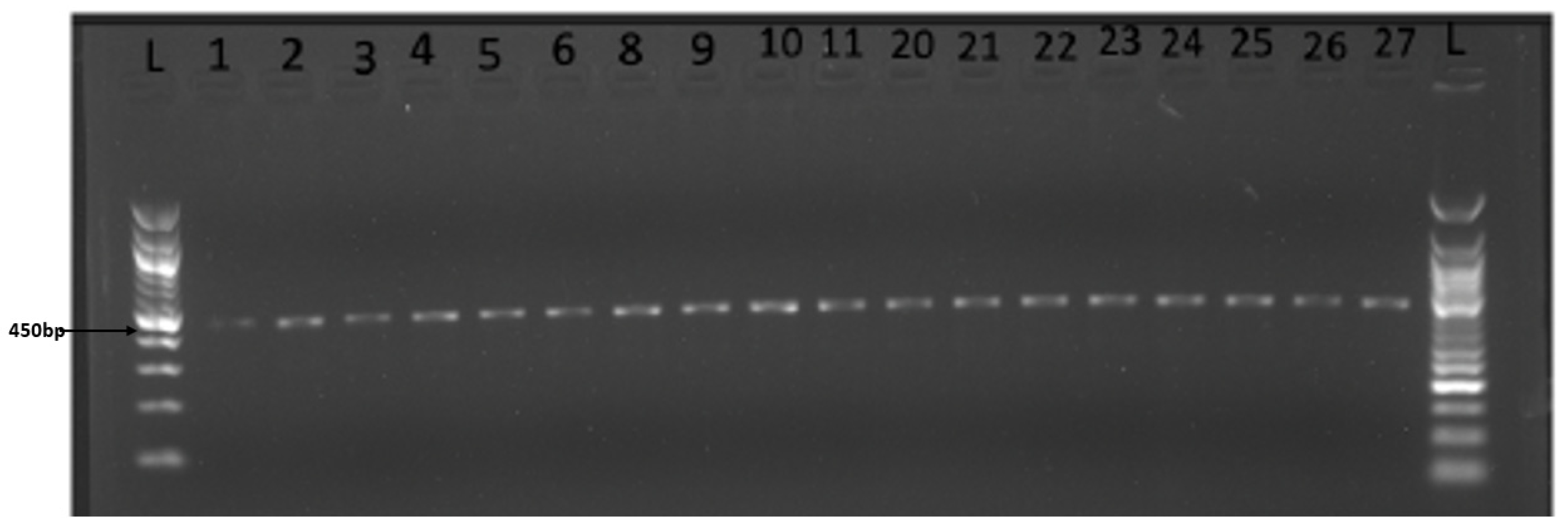 Livers 03 00037 g005 Livers 03 00037 g005