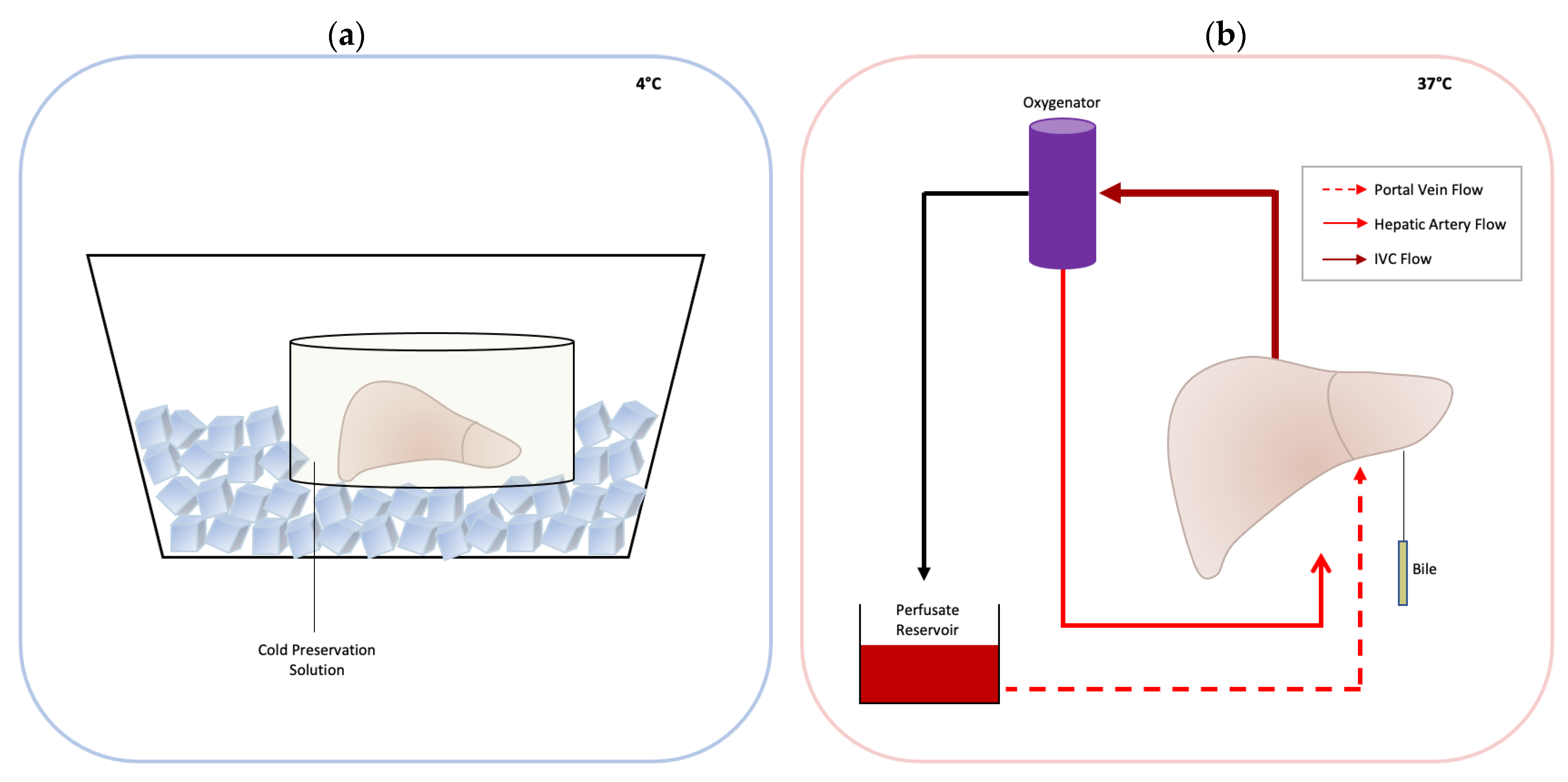 Livers 03 00046 g001 Livers 03 00046 g001