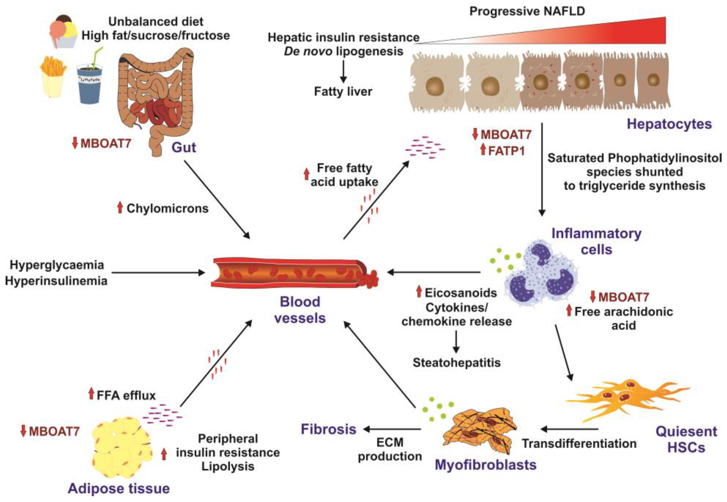 Livers 04 00001 g004