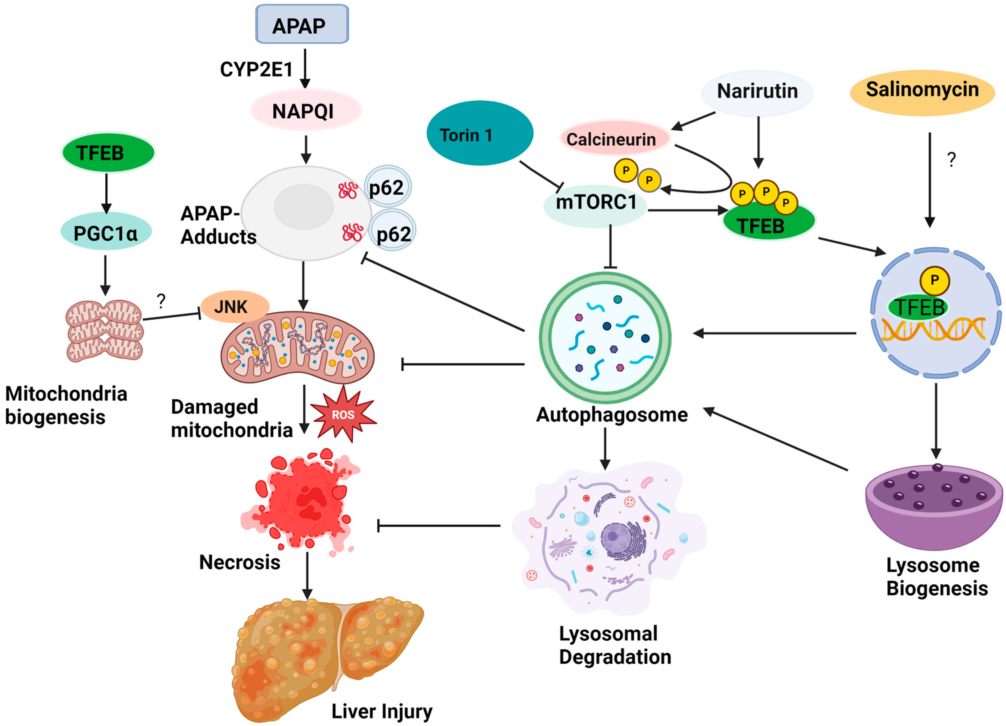 Livers 04 00027 g002 Livers 04 00027 g002