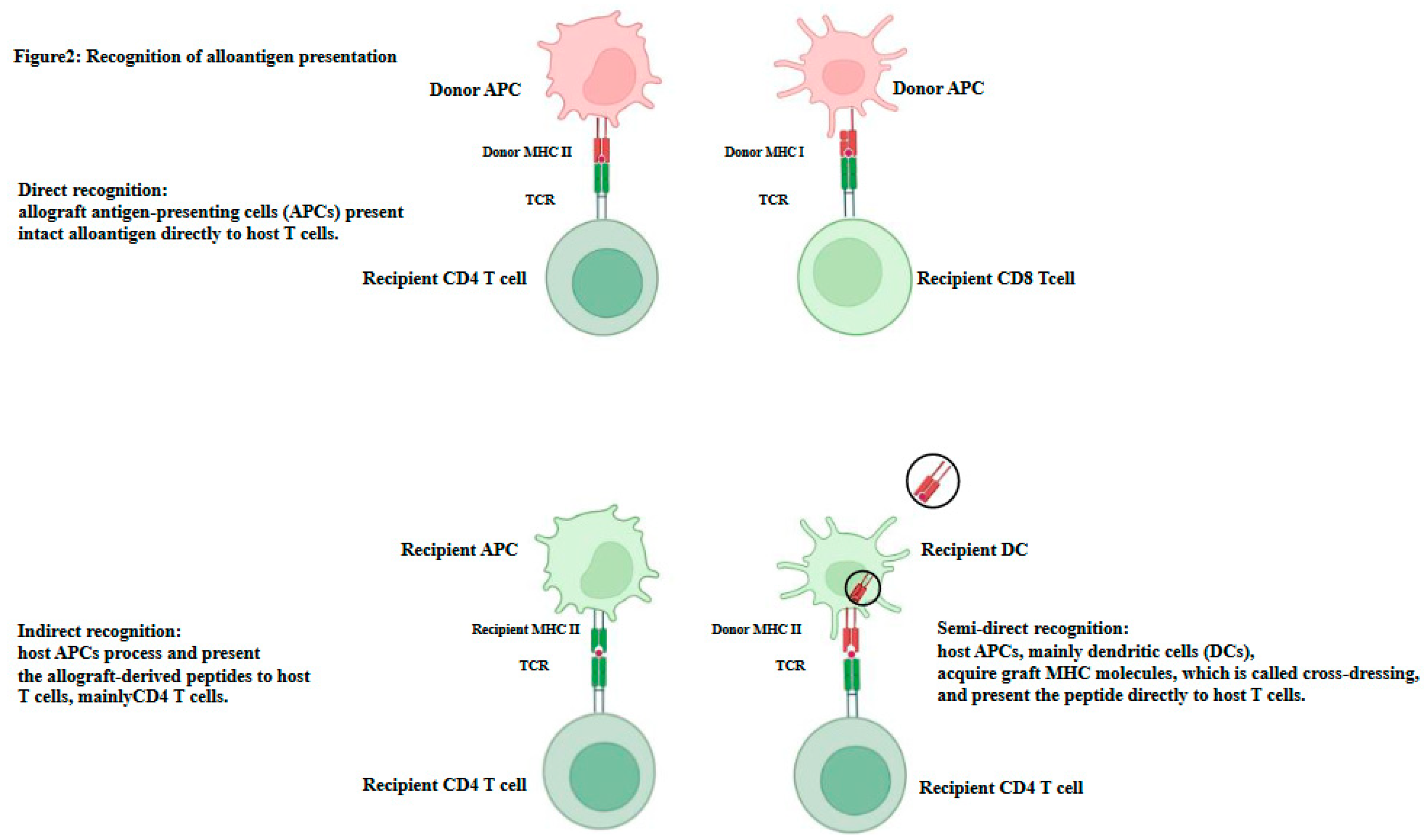 Livers 04 00031 g002