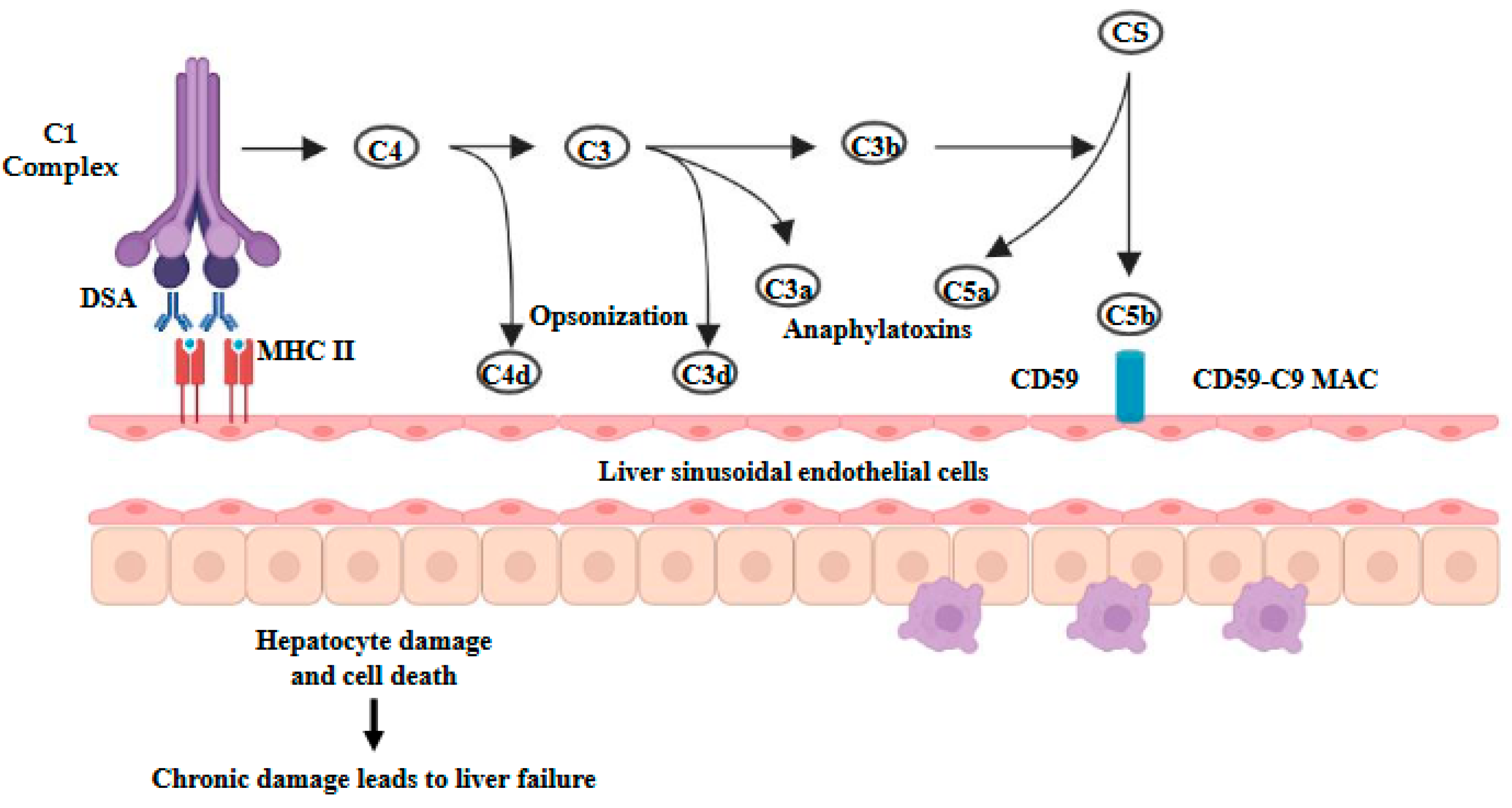 Livers 04 00031 g003