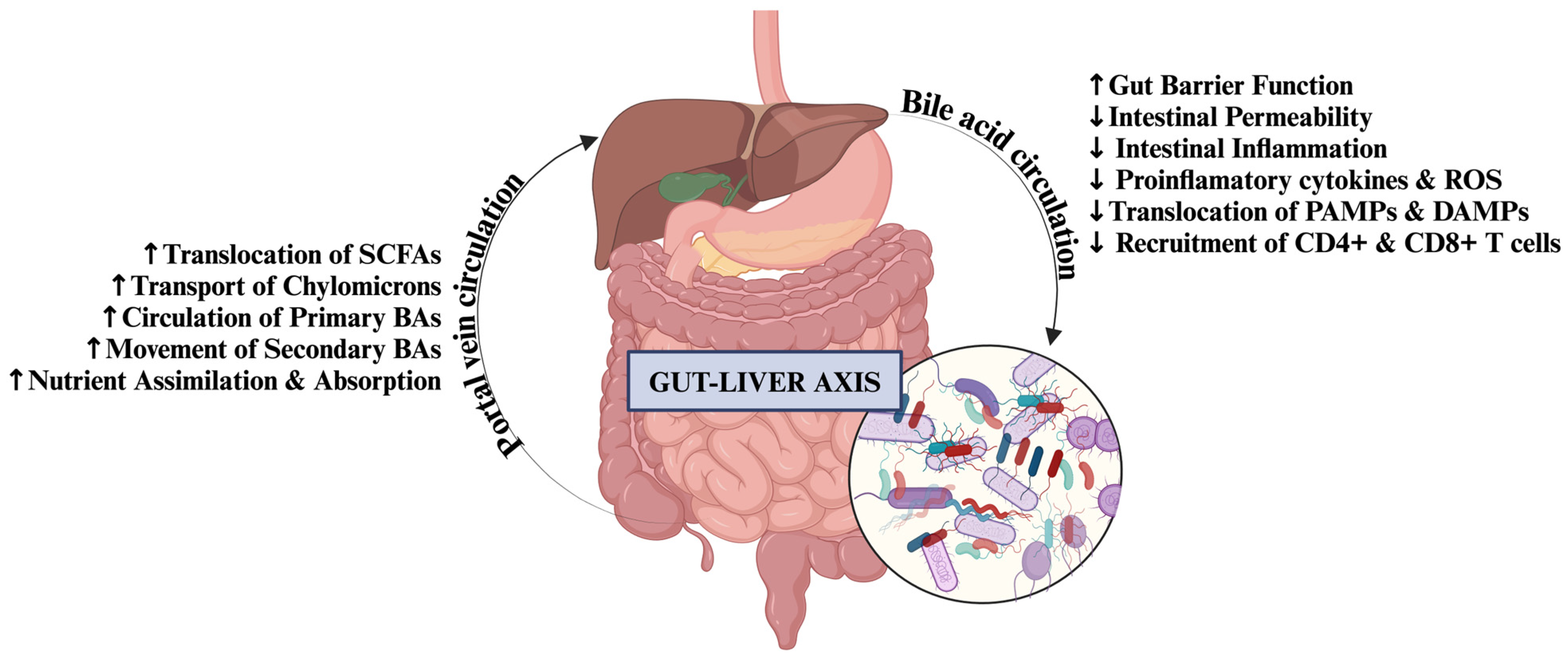  Gut–Liver Axis: 