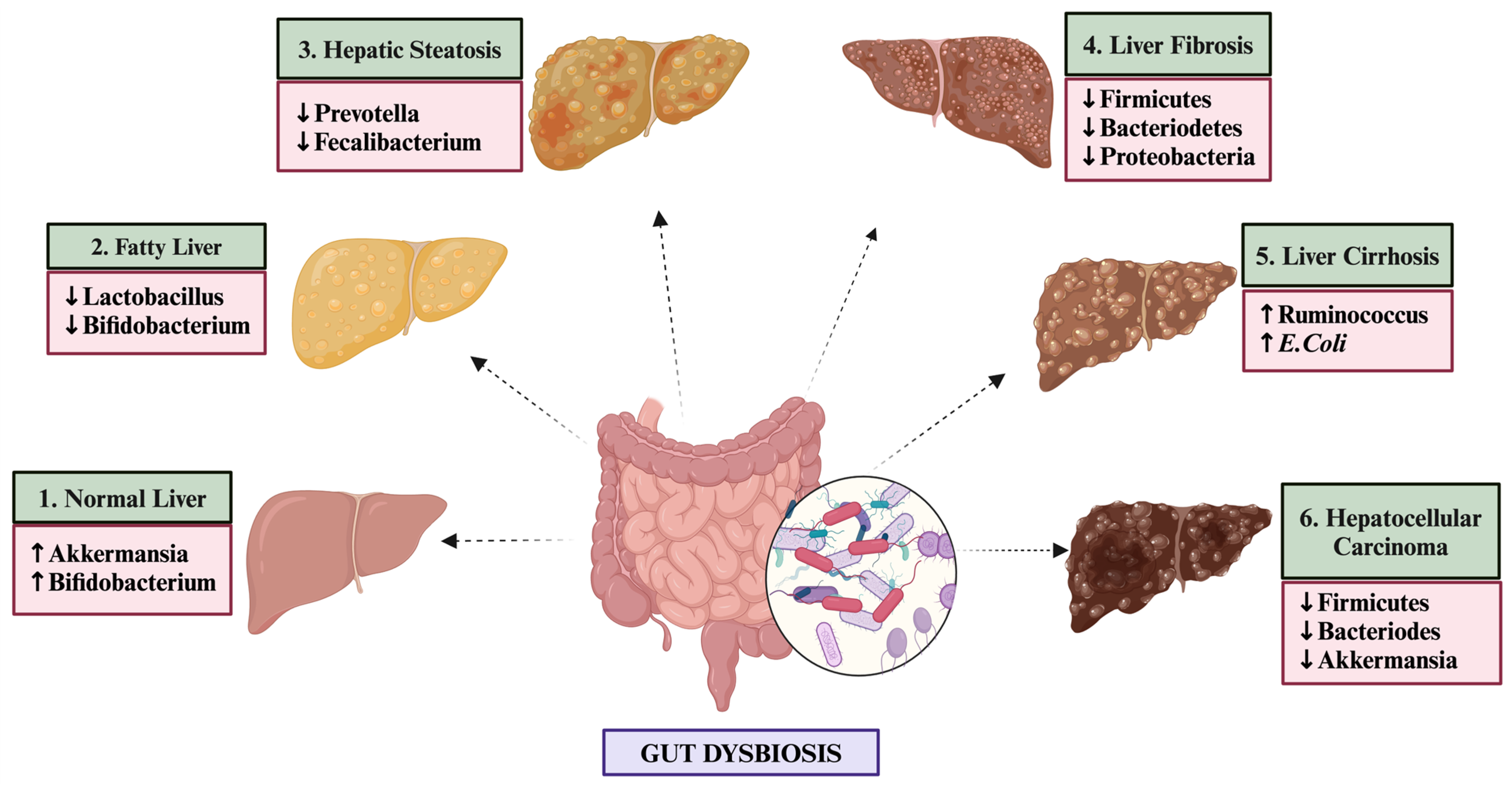 Livers 04 00032 g002