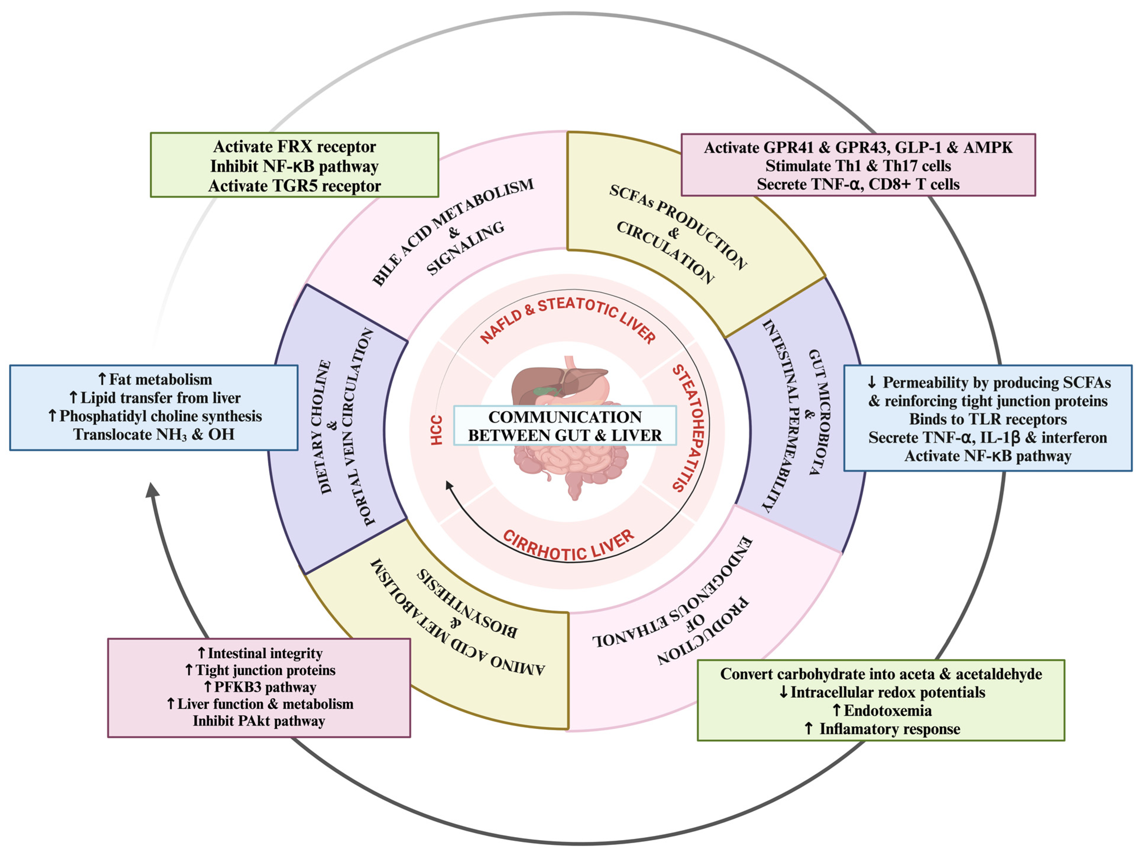 Livers 04 00032 g003