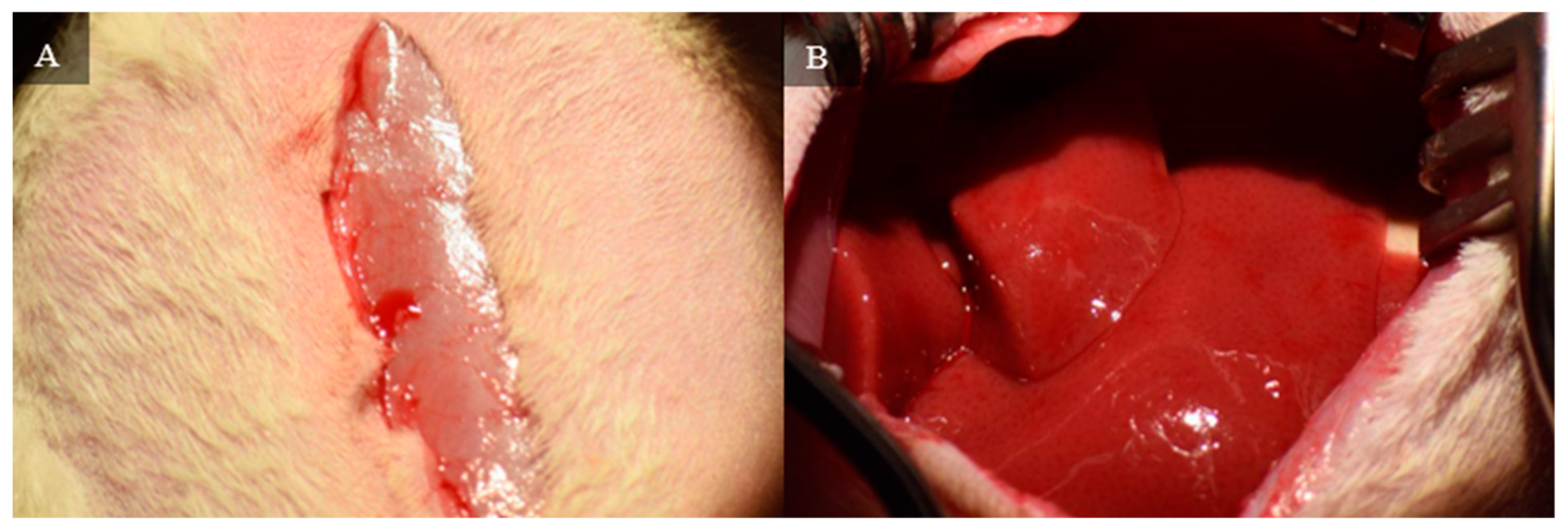 Livers 04 00037 g001