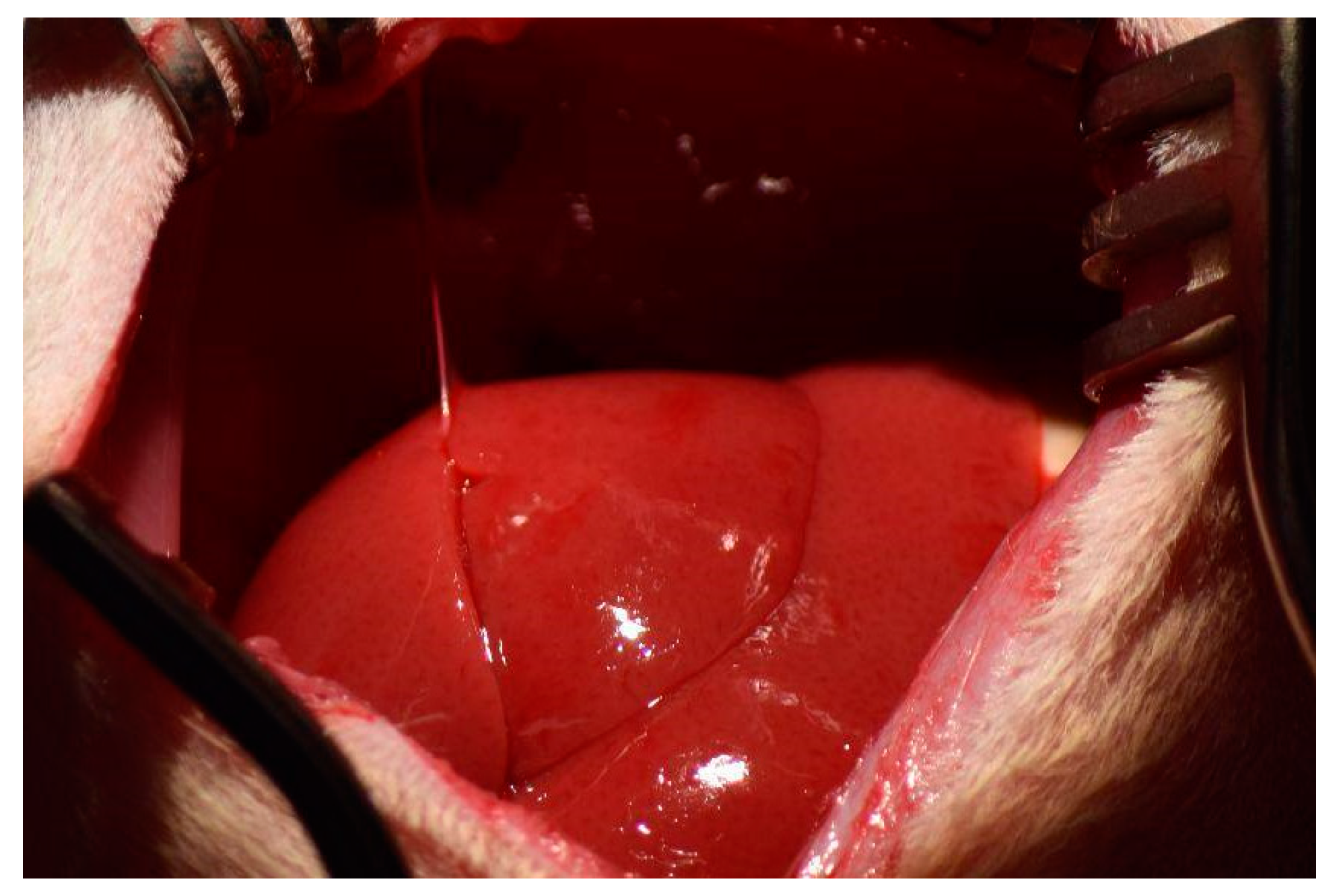 Livers 04 00037 g002