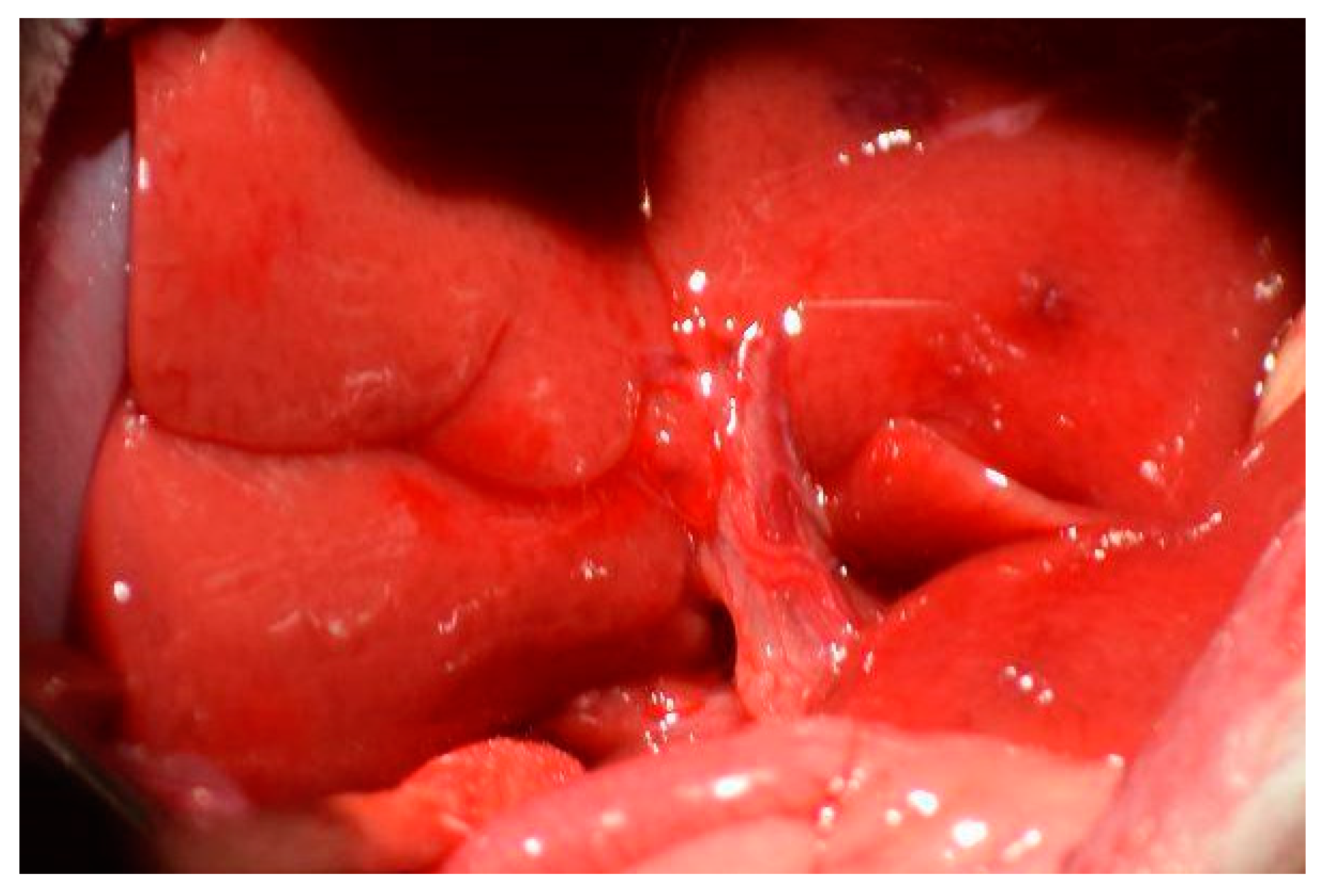 Livers 04 00037 g004