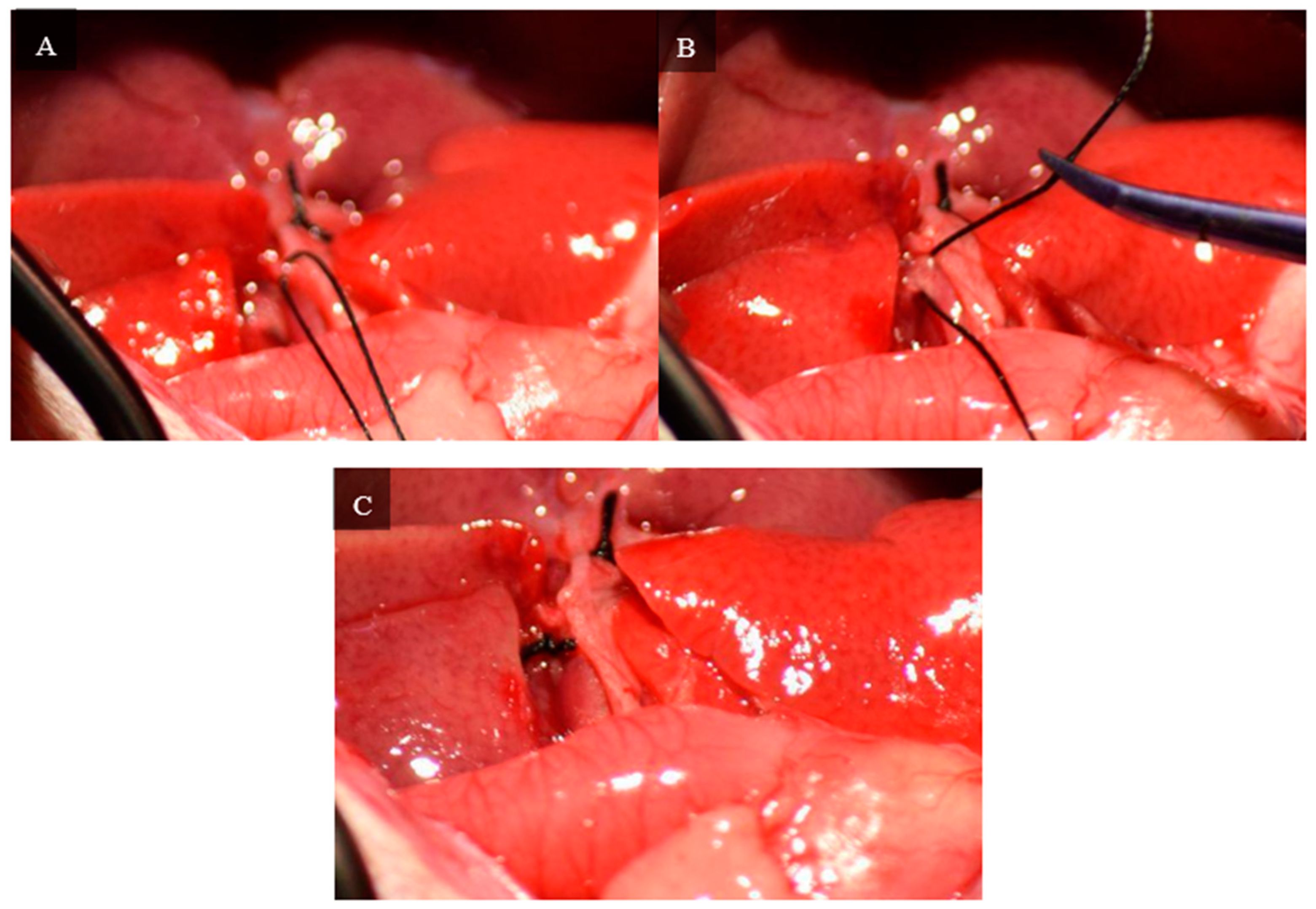 Livers 04 00037 g006