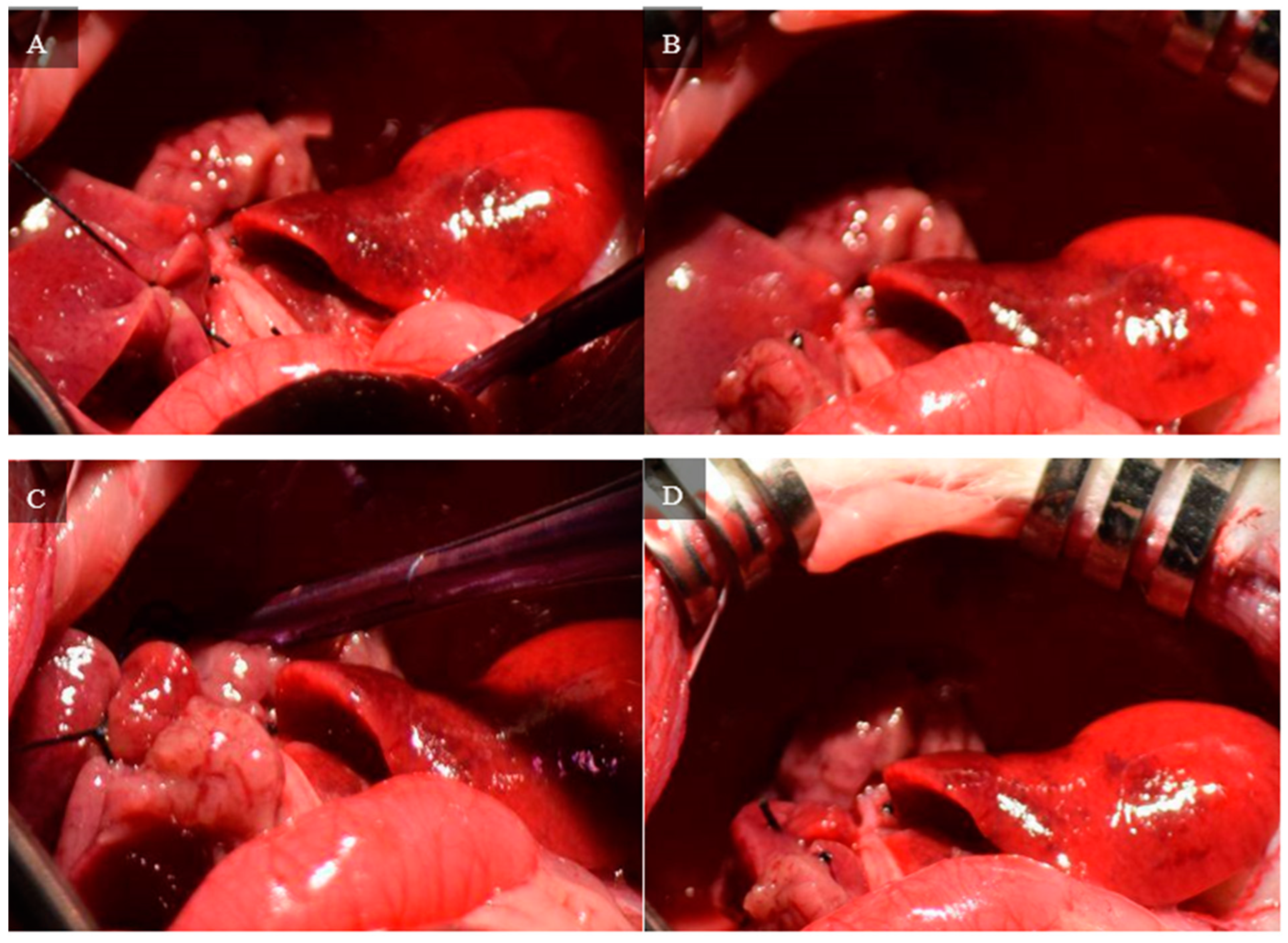 Livers 04 00037 g009