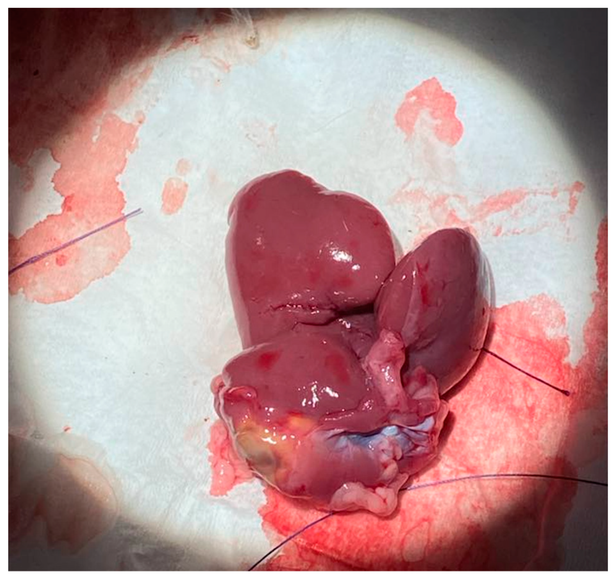 Livers 04 00037 g010