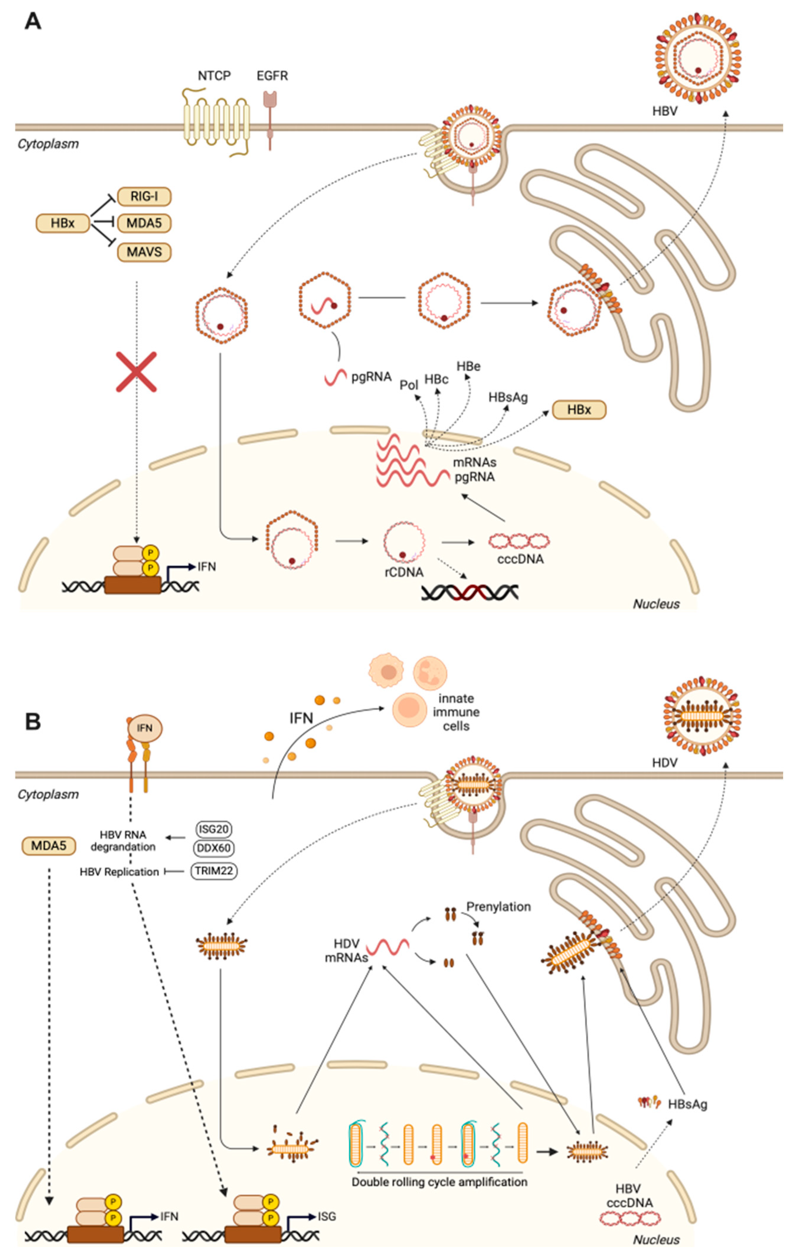 Livers 04 00040 g001 Livers 04 00040 g001