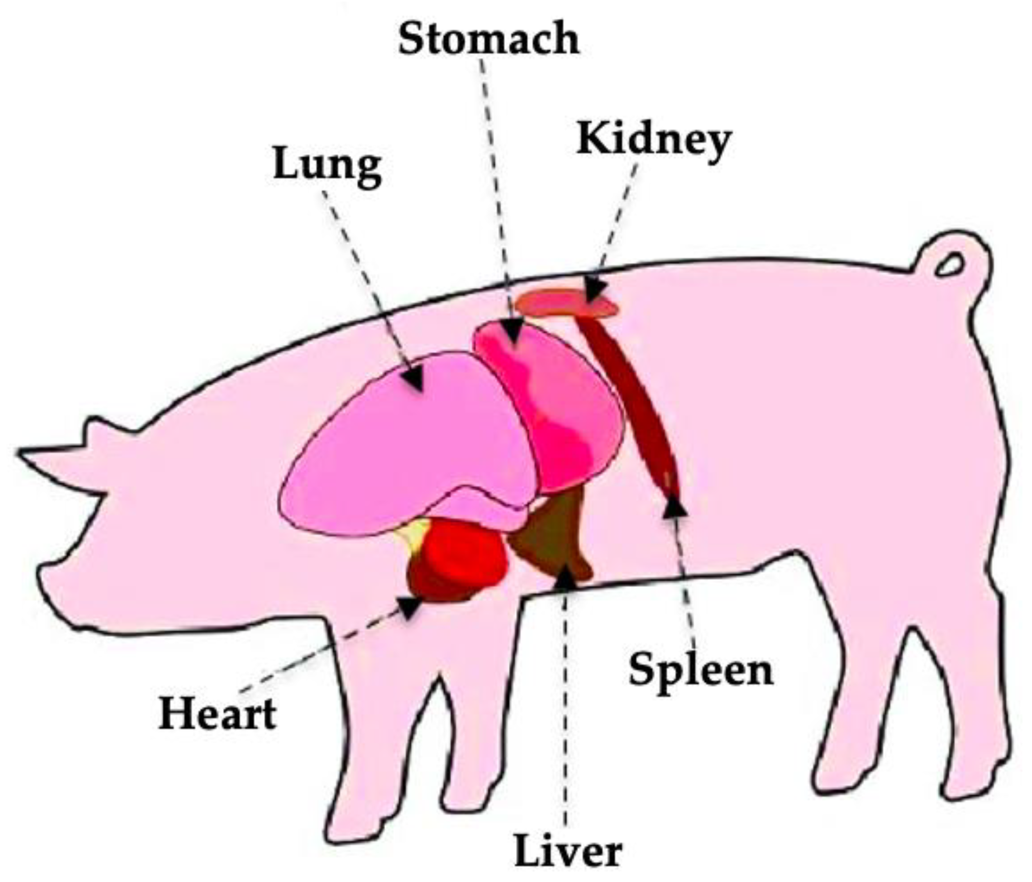 Livers 05 00003 g001