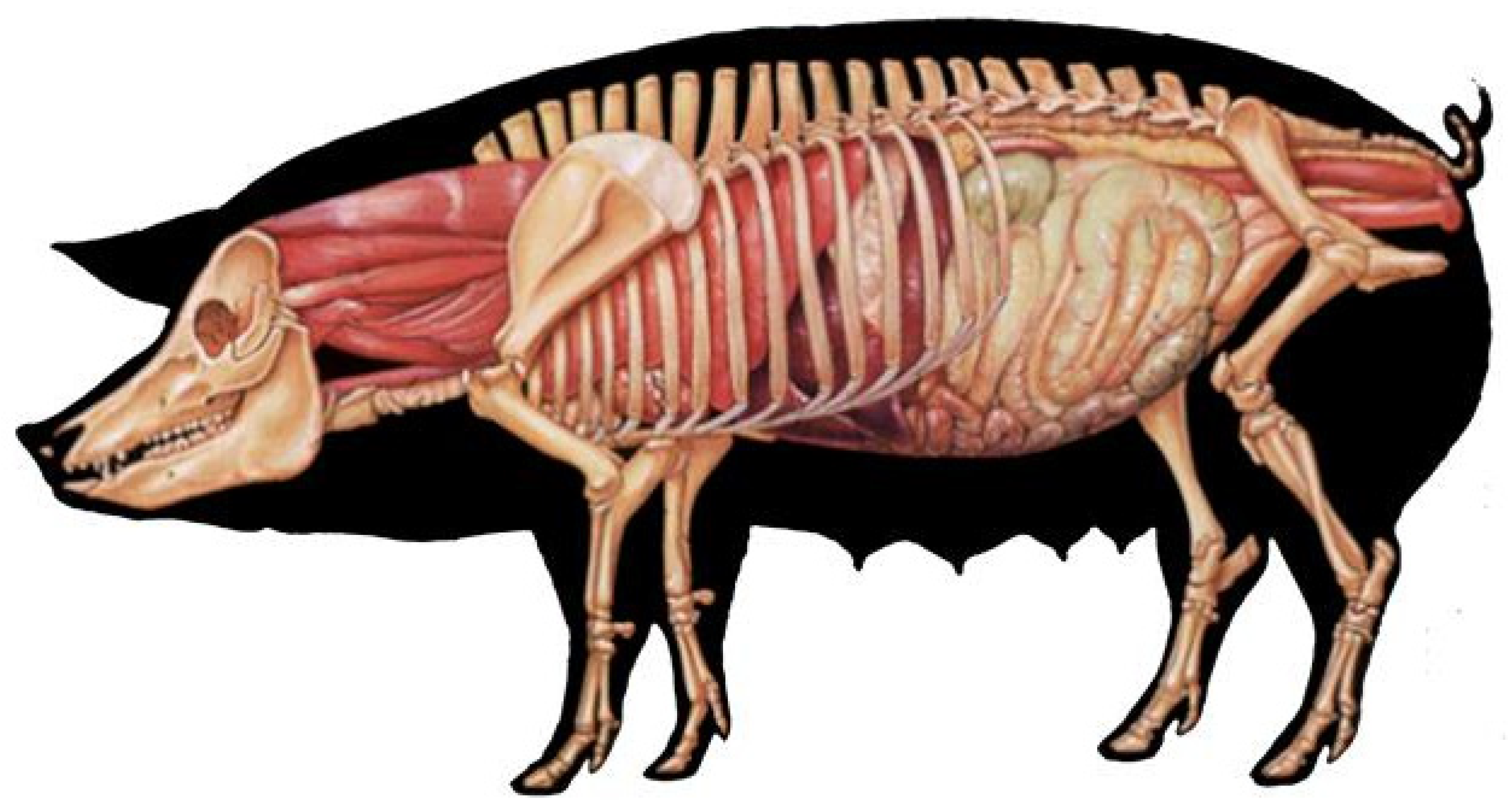 Livers 05 00003 g004