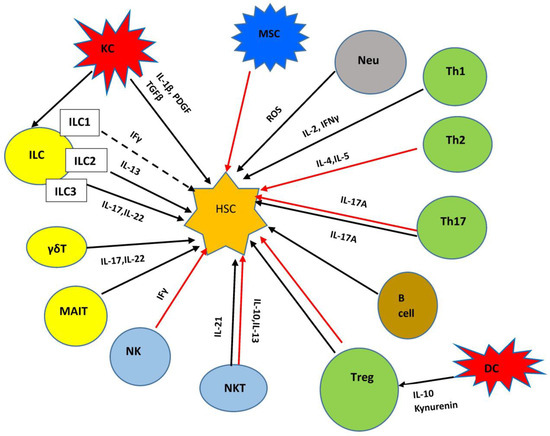 Immune Checkpoints and the Immunology of Liver Fibrosis