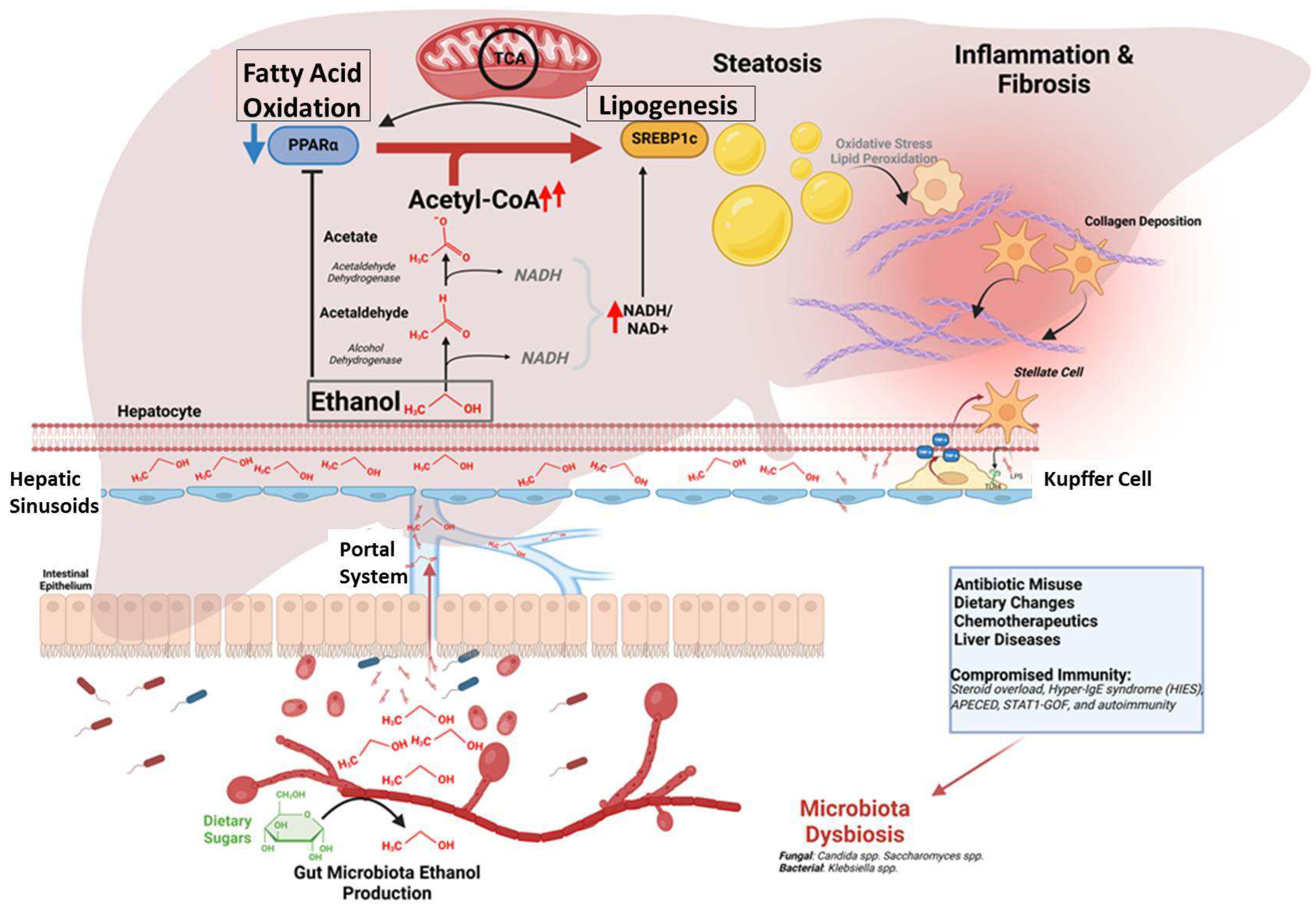 Livers 05 00013 g003