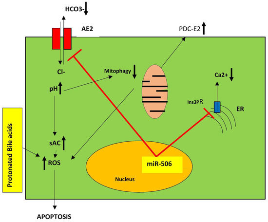 An Integrated Pathogenetic Model of Primary Biliary Cholangitis An Integrated Pathogenetic Model of Primary Biliary Cholangitis