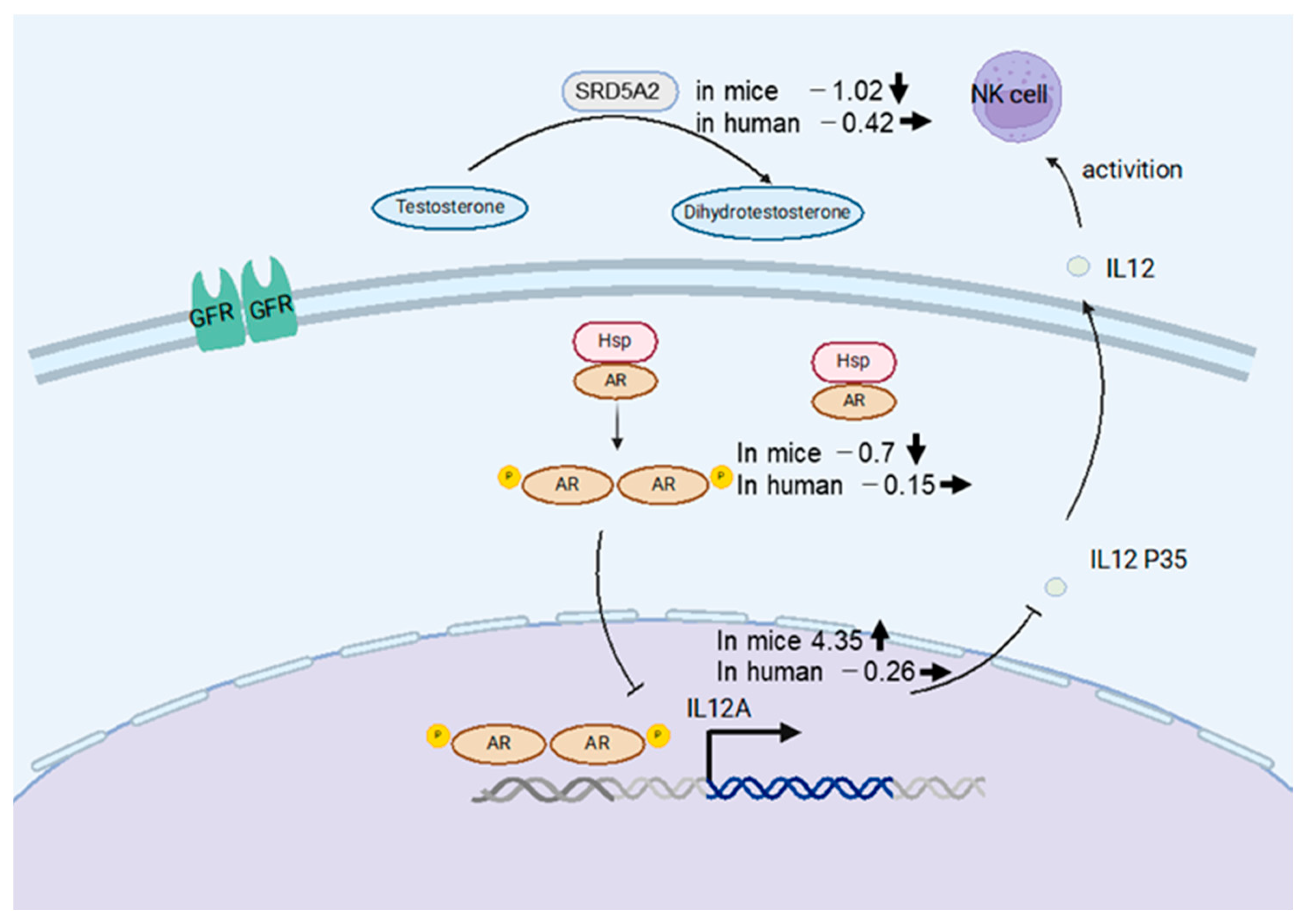 Livers 05 00018 g007