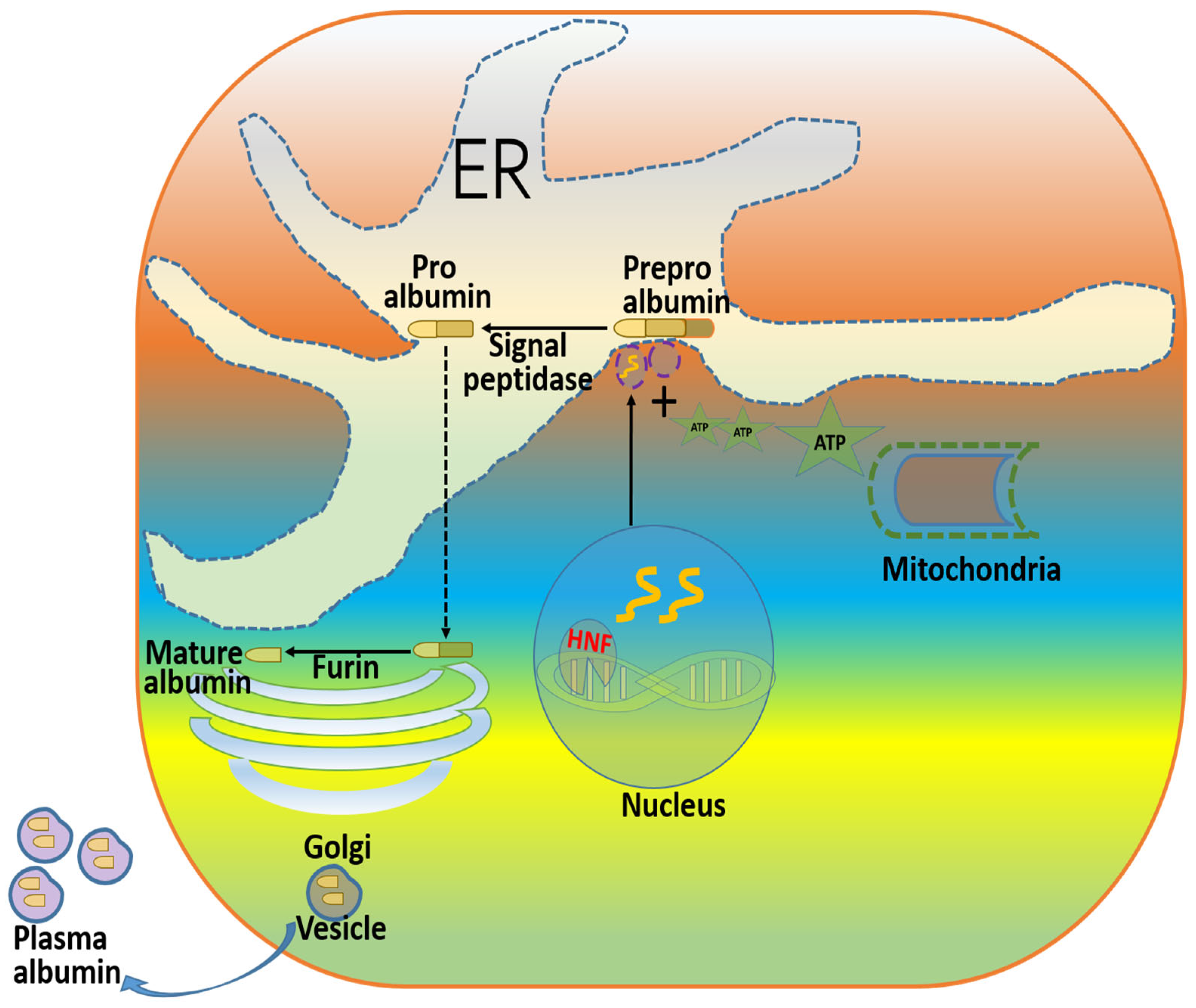 Livers 05 00027 g001