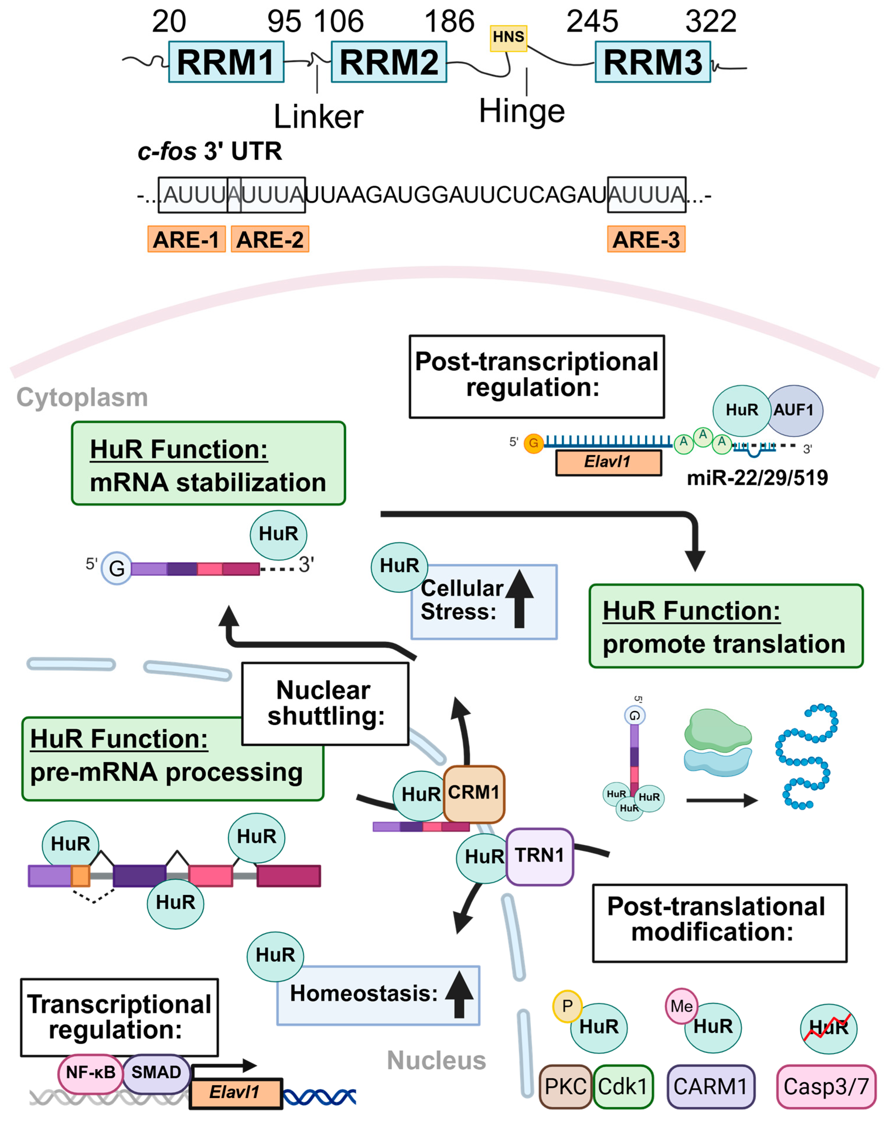 Multifaceted Human Antigen R (HuR): A Key Player in Liver