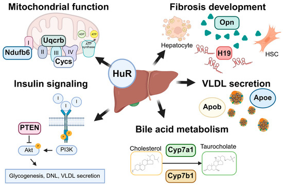 エース Multifaceted Human Antigen R (HuR): A Key Player in Liver