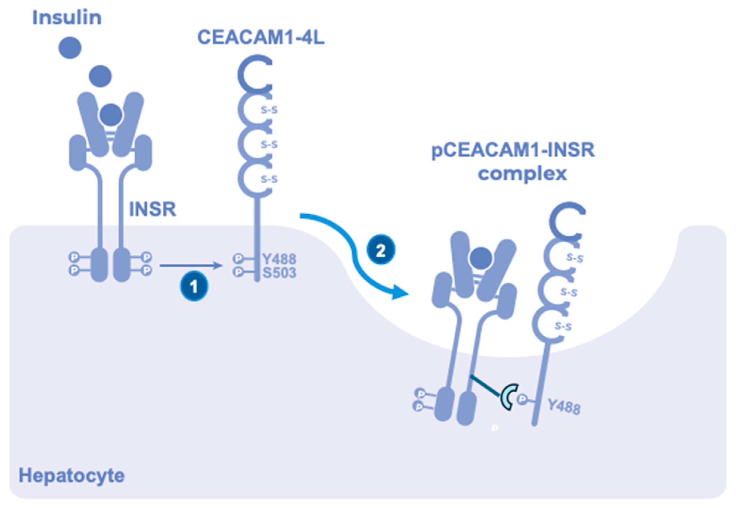 Low Hepatic CEACAM1 Tethers Metabolic Dysfunction