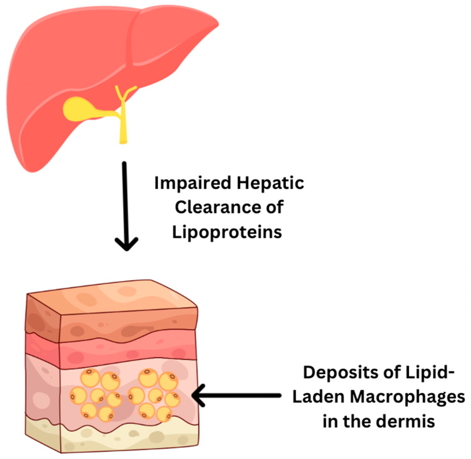 Livers 05 00037 g008