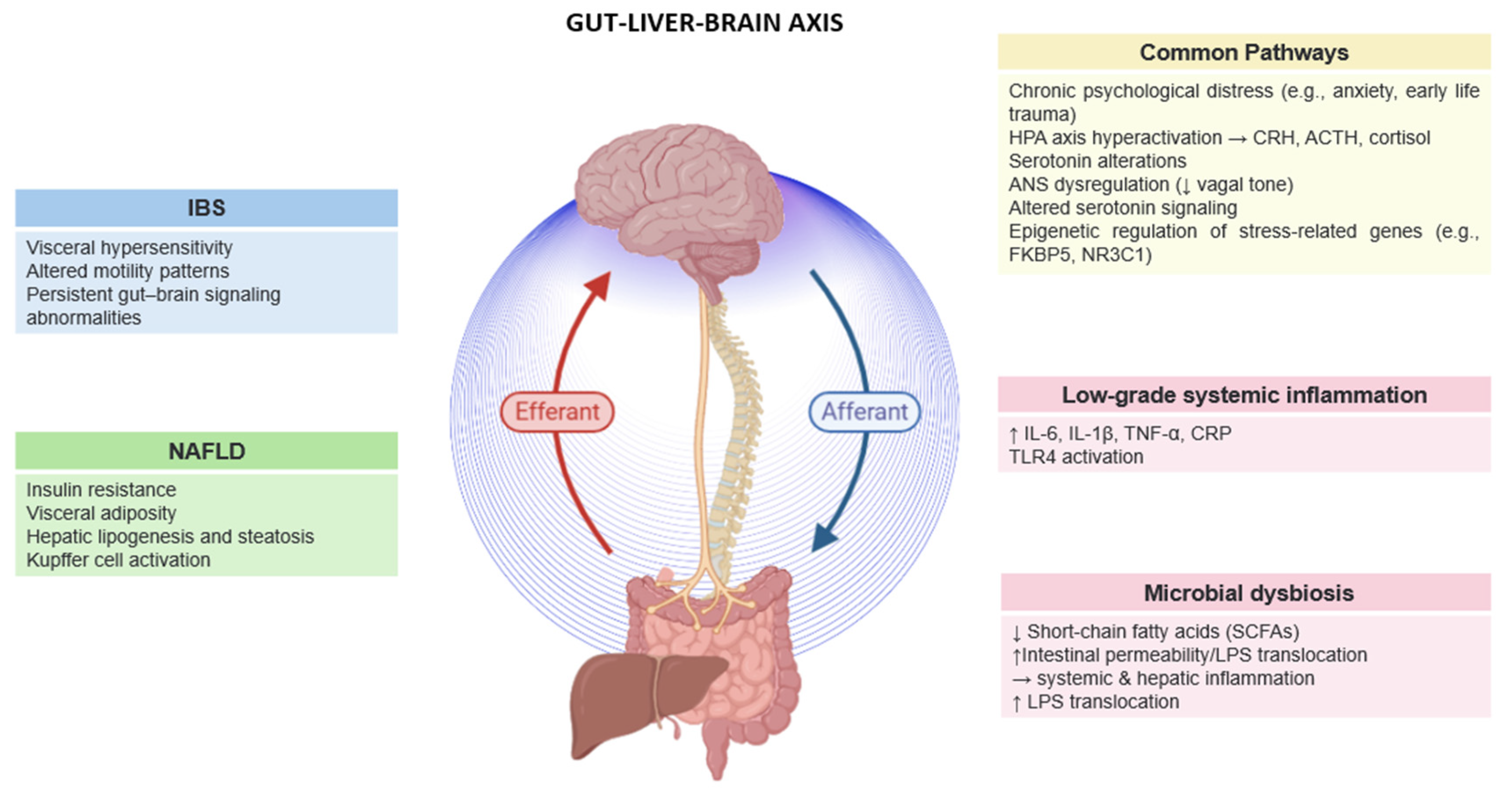 Livers 05 00043 g001