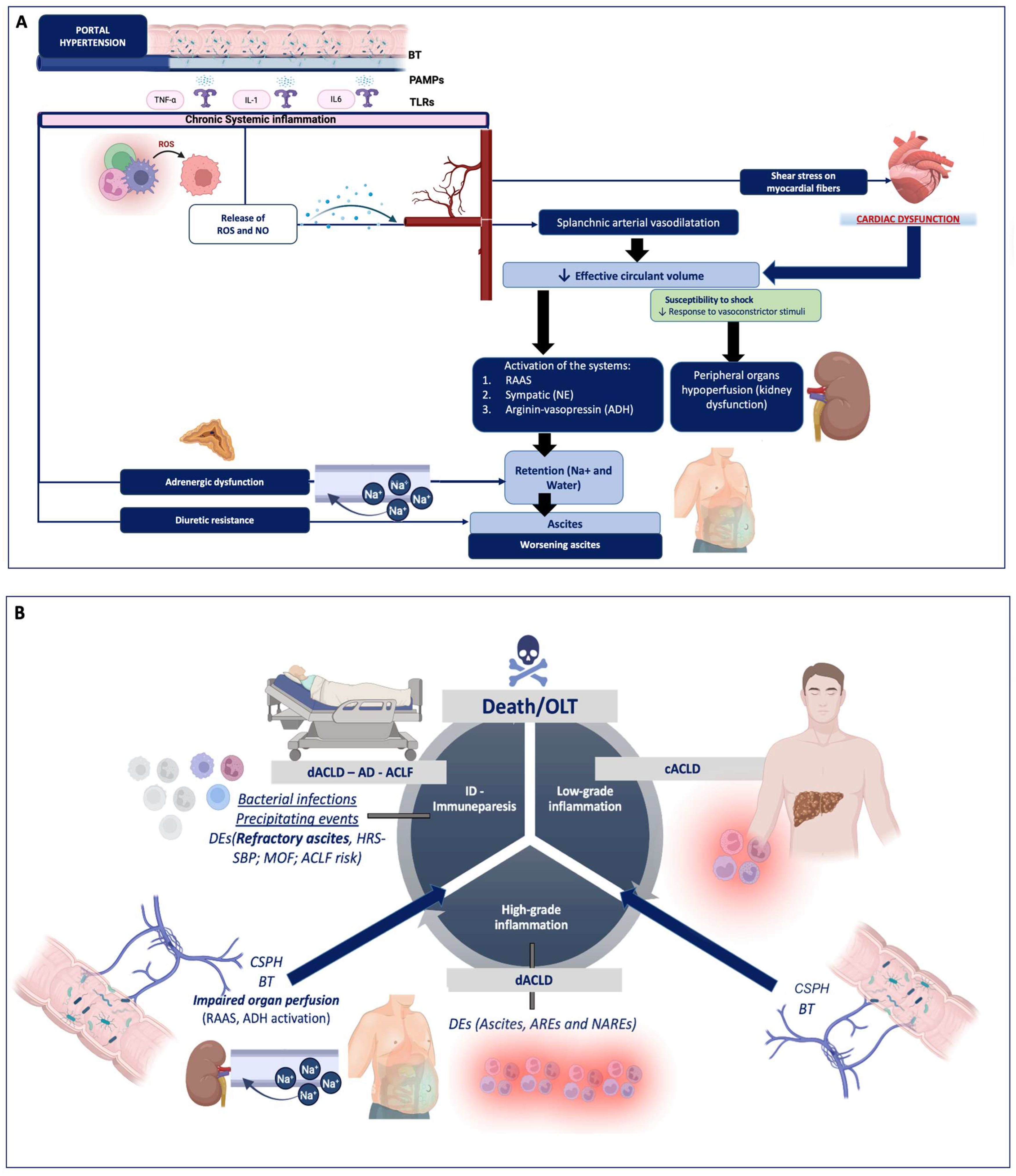 Livers 05 00046 g002