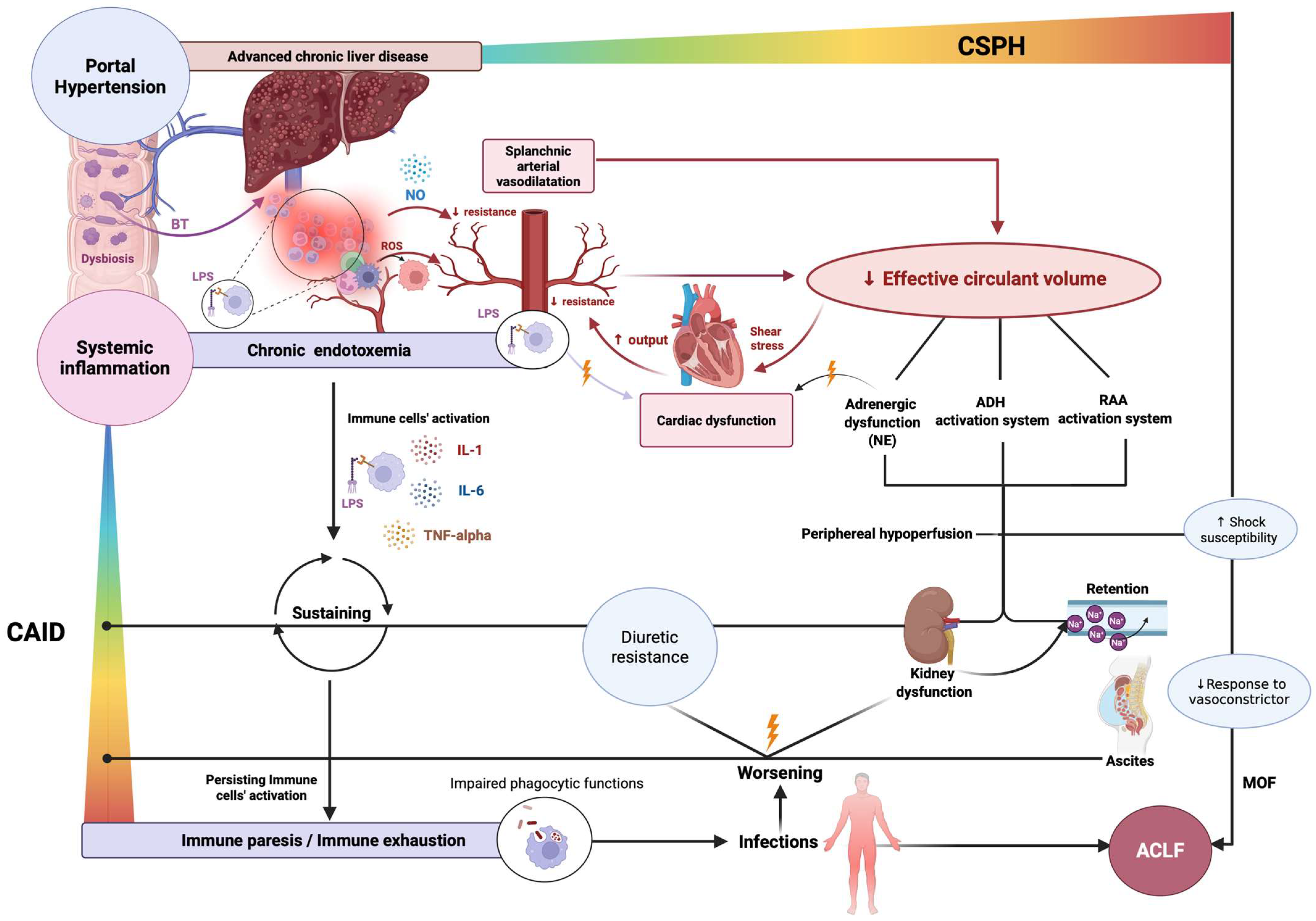 Livers 05 00046 g003