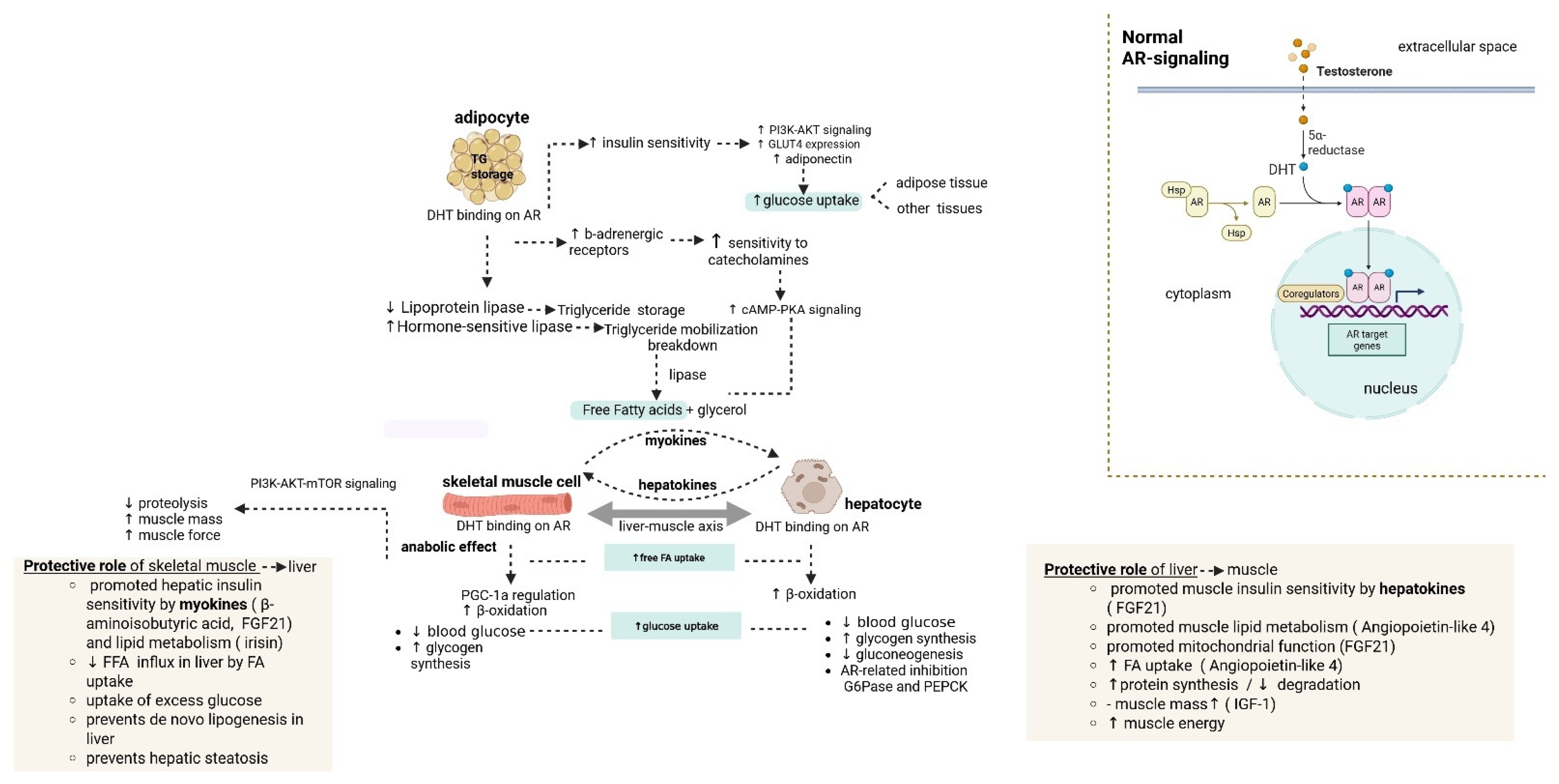 Livers 05 00065 g001 Livers 05 00065 g001