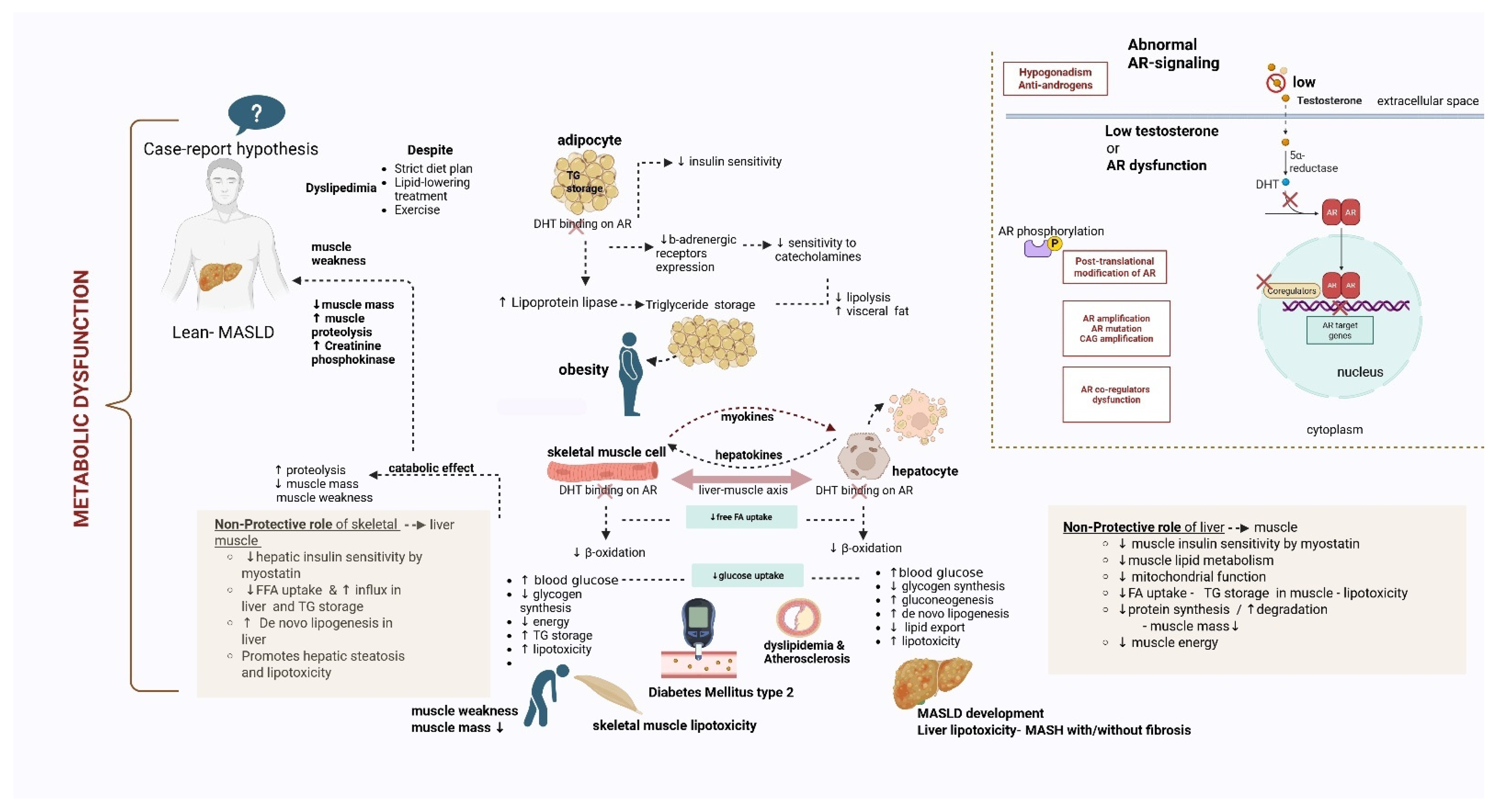 Livers 05 00065 g002 Livers 05 00065 g002