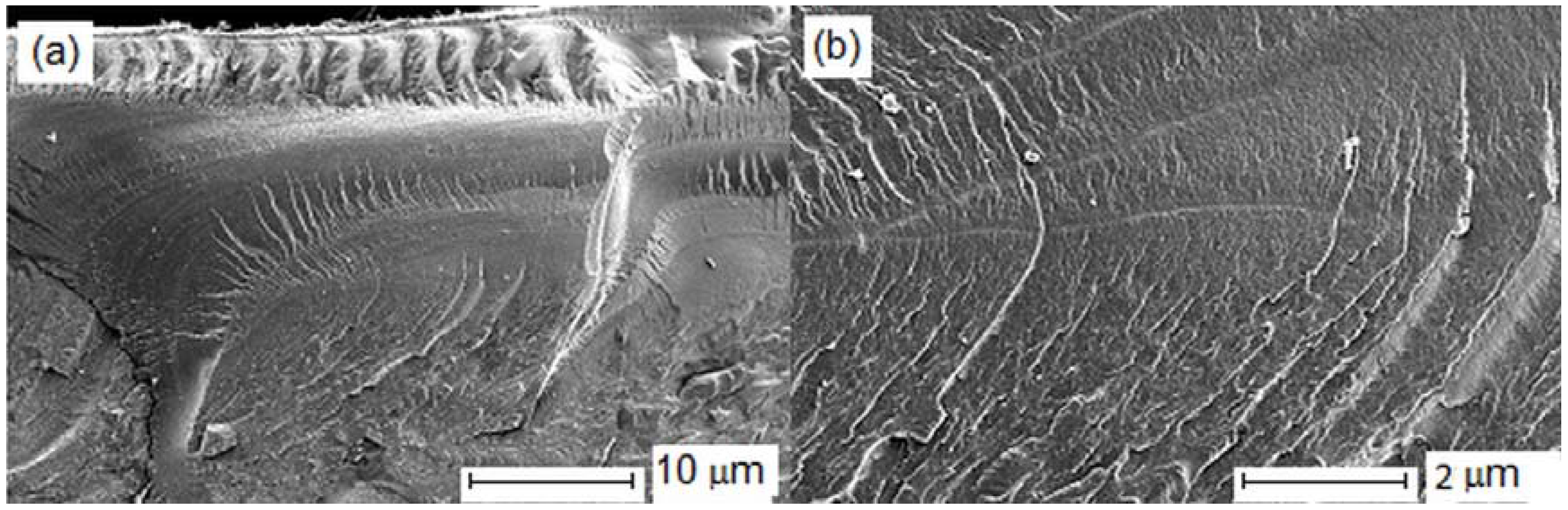 Lubricants 04 00013 g002 1024