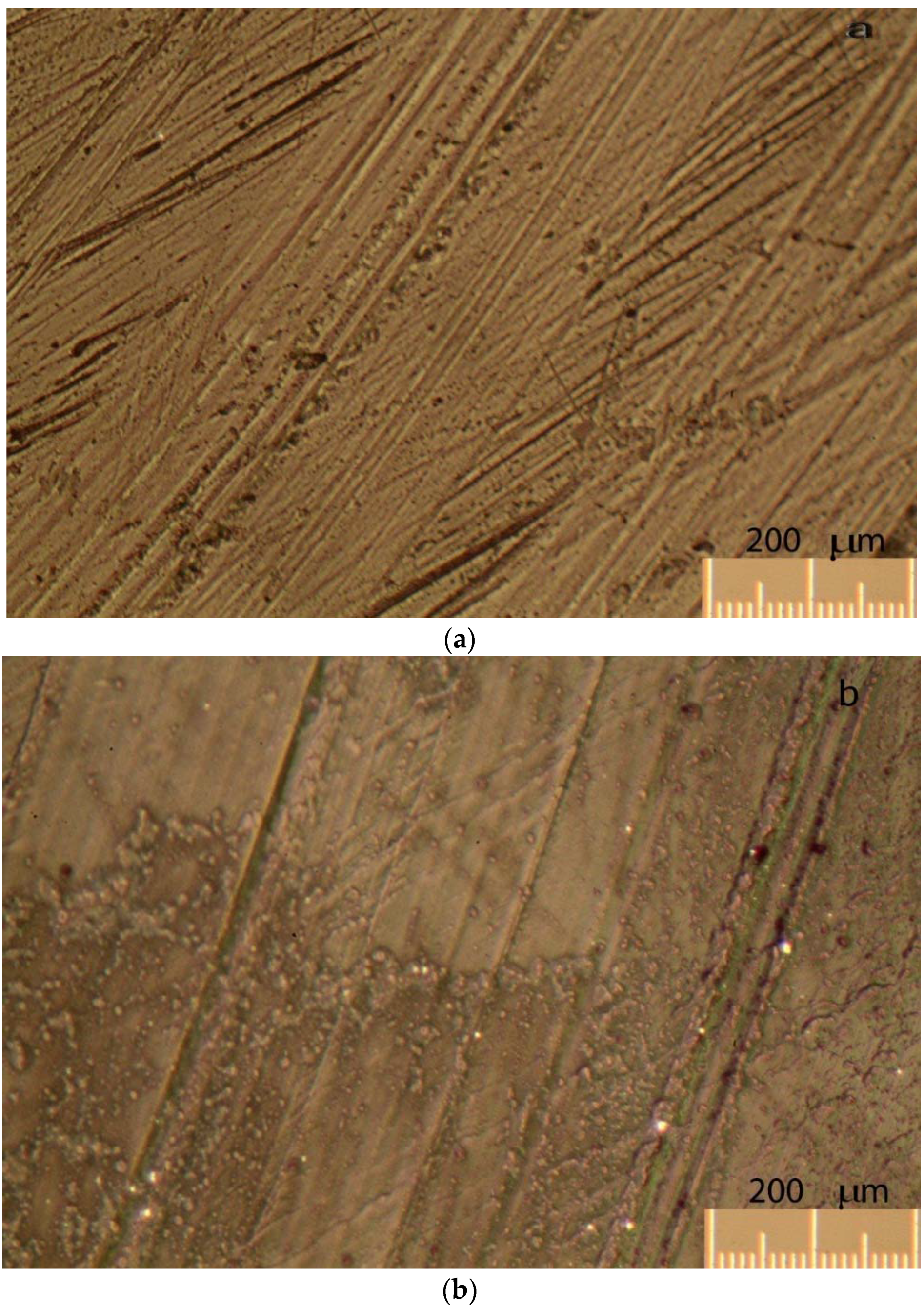 Lubricants 04 00013 g007 1024