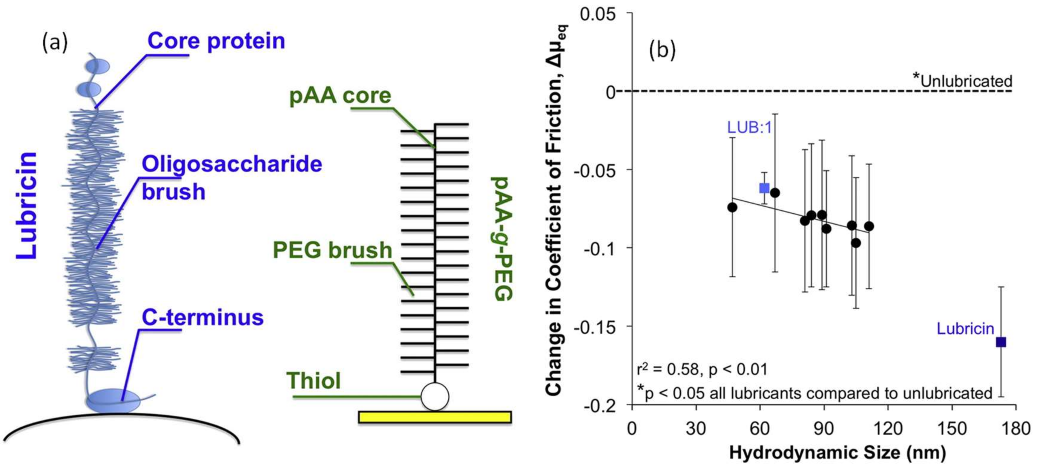 35 Drag The Correct Label To The Appropriate Image To Sort The Synovial Joints By Type And Movement.