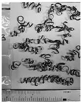 Lubricants 10 00359 i031