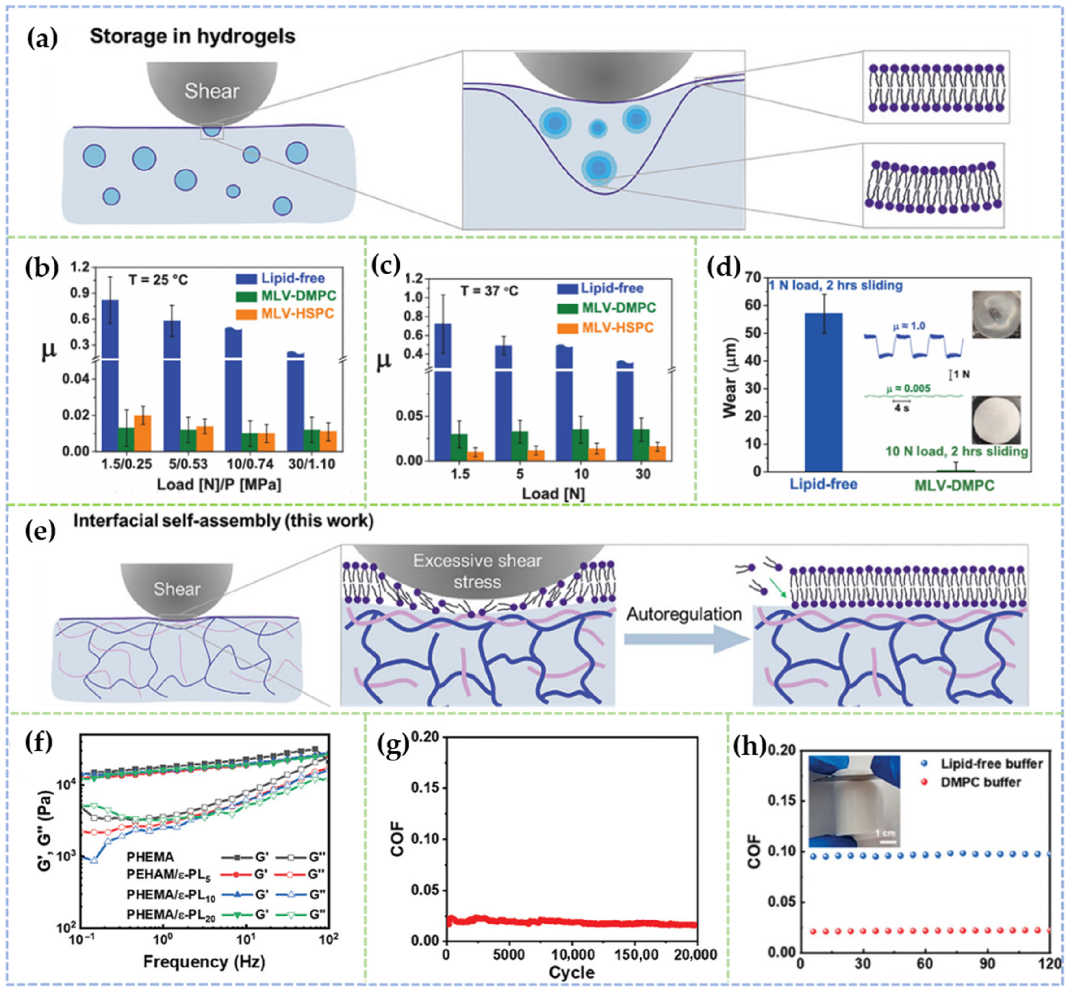 Lubricants 13 00373 g002 Lubricants 13 00373 g002