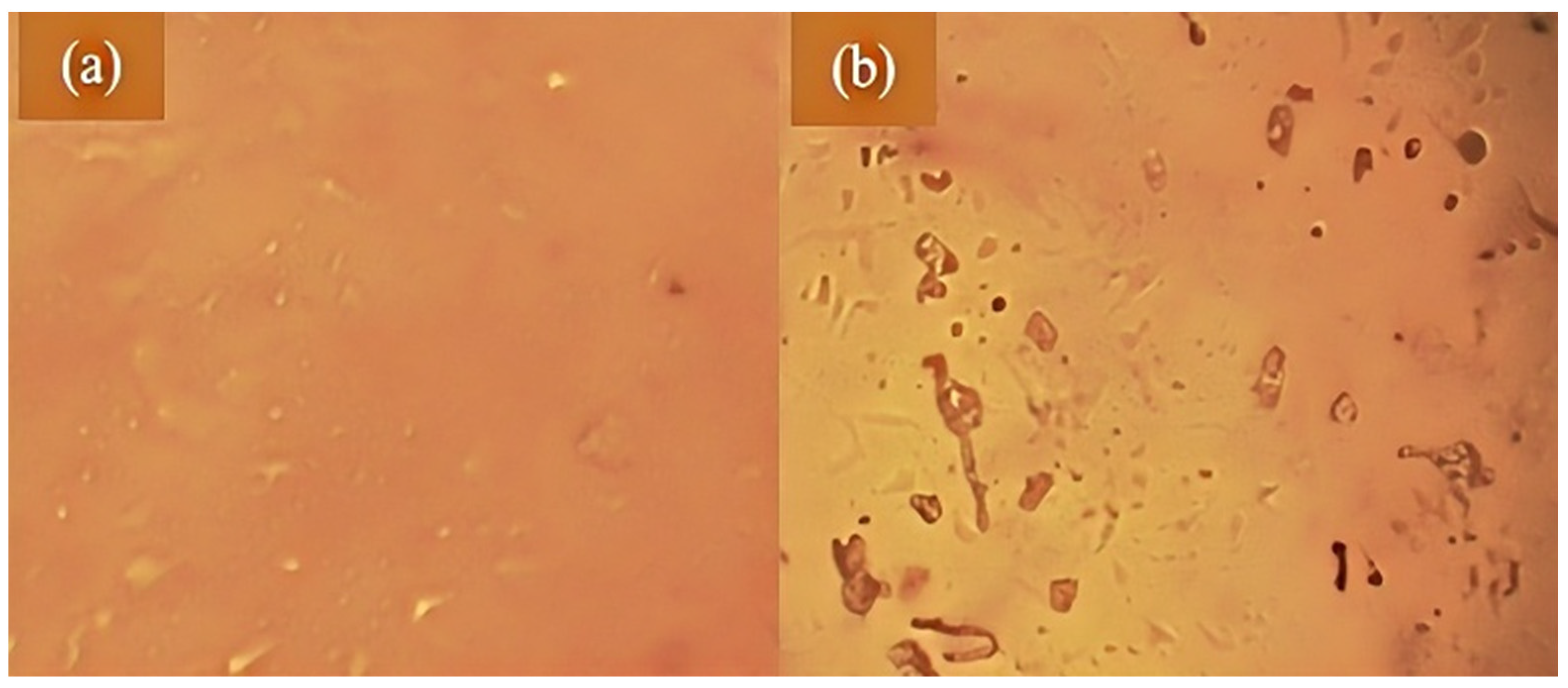 Lubricants 13 00417 g012