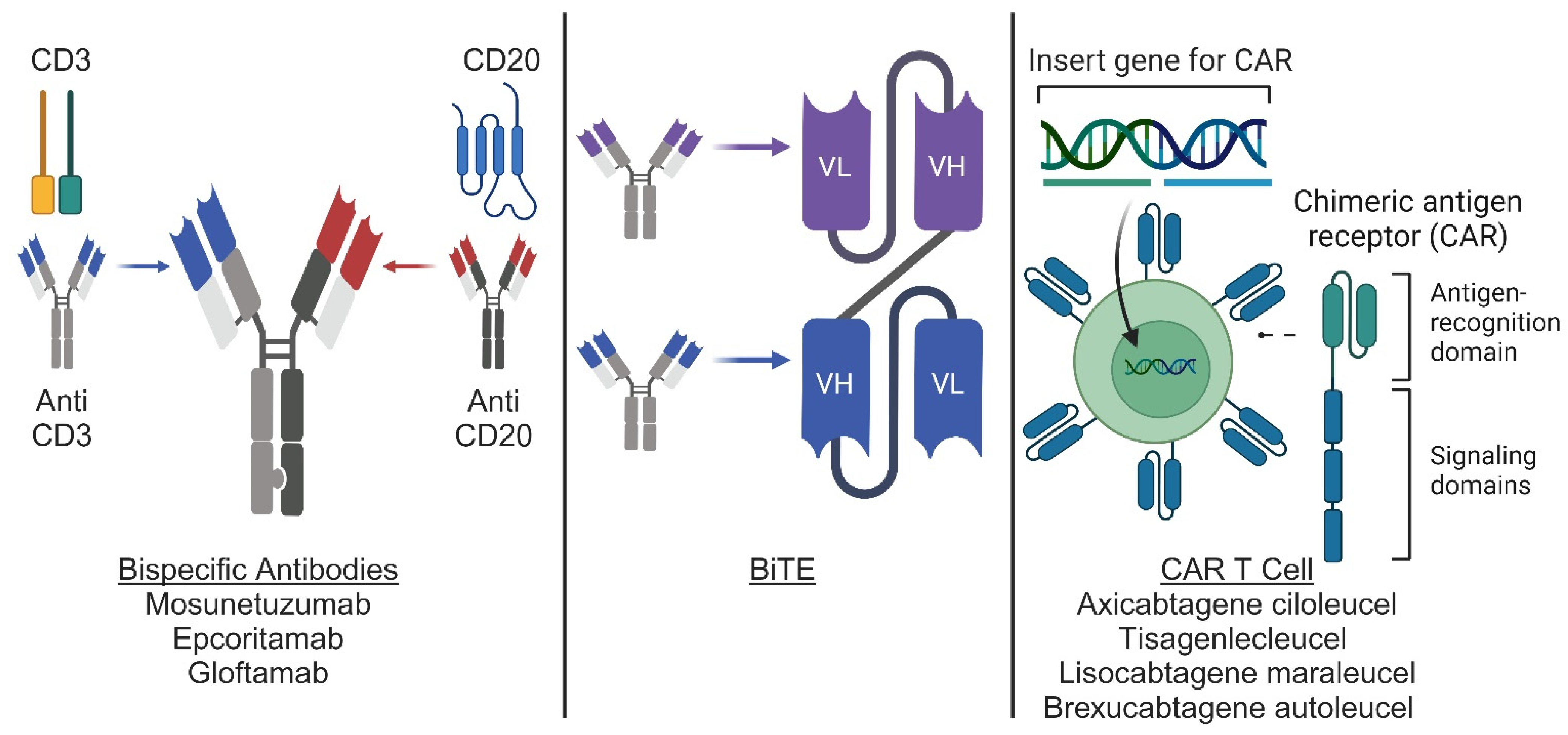 Lymphatics 01 00018 g001